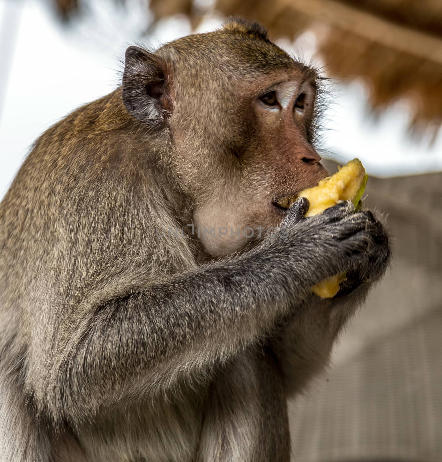 Portrait Rhesus Macaques monkey. Macaca Mulatta Primates monkey eats banana, blur background