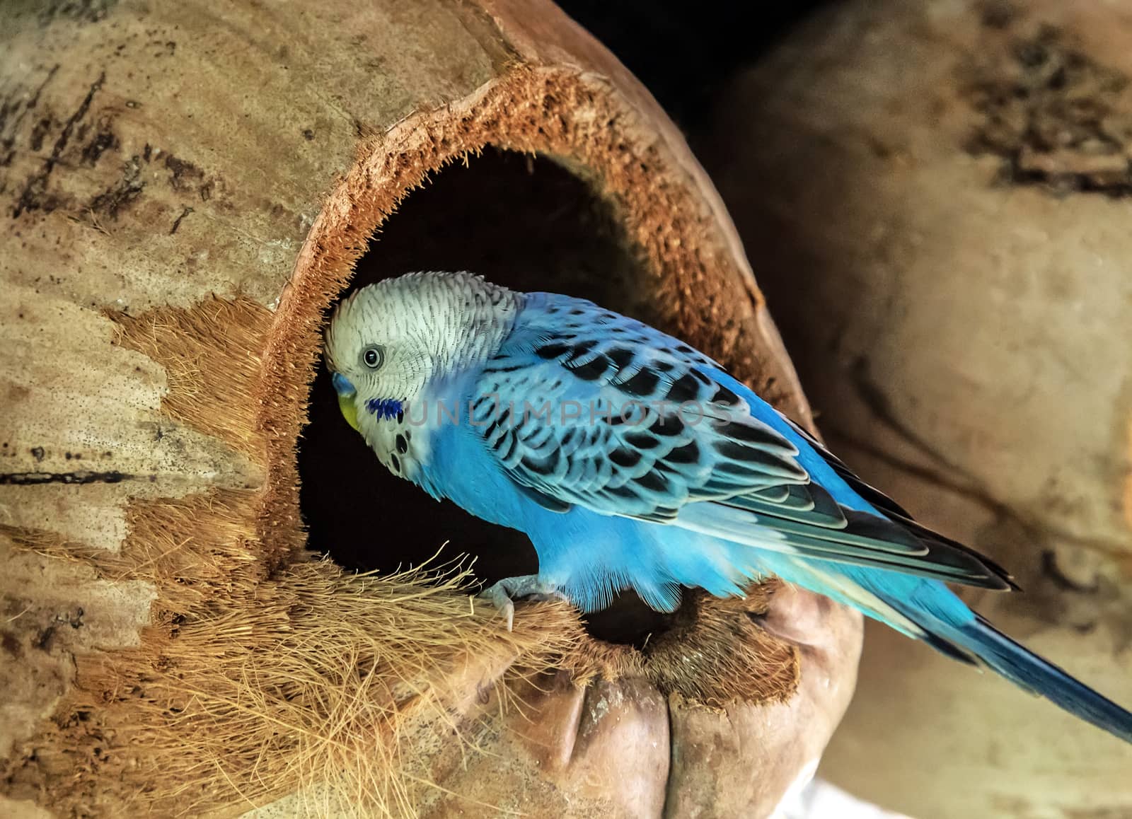 Budgerigars Melopsittacus undulatus parrot blue closeup sitting in the nest dried coconut shell