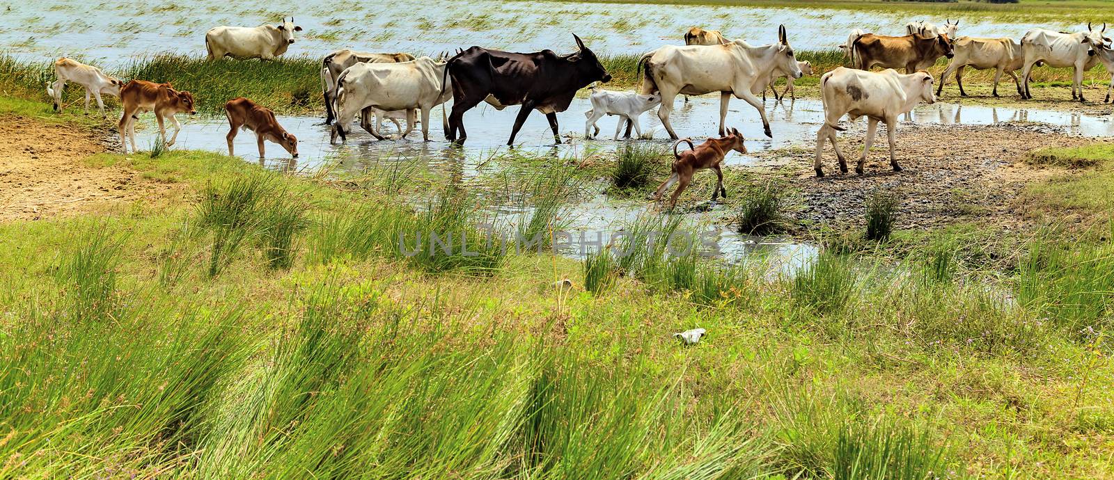 Zebu domestic cattle Cows in field. Cows on pasture. Cow herd in river