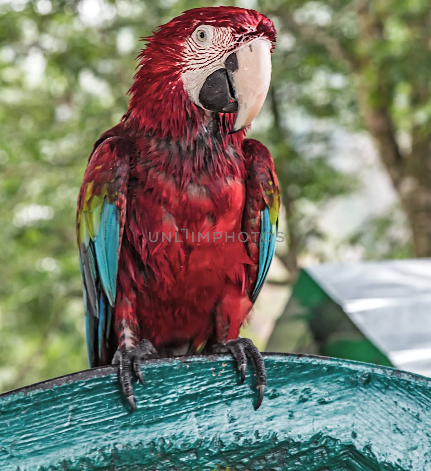 Parrot Colorful macaw tropical bird by Vladyslav