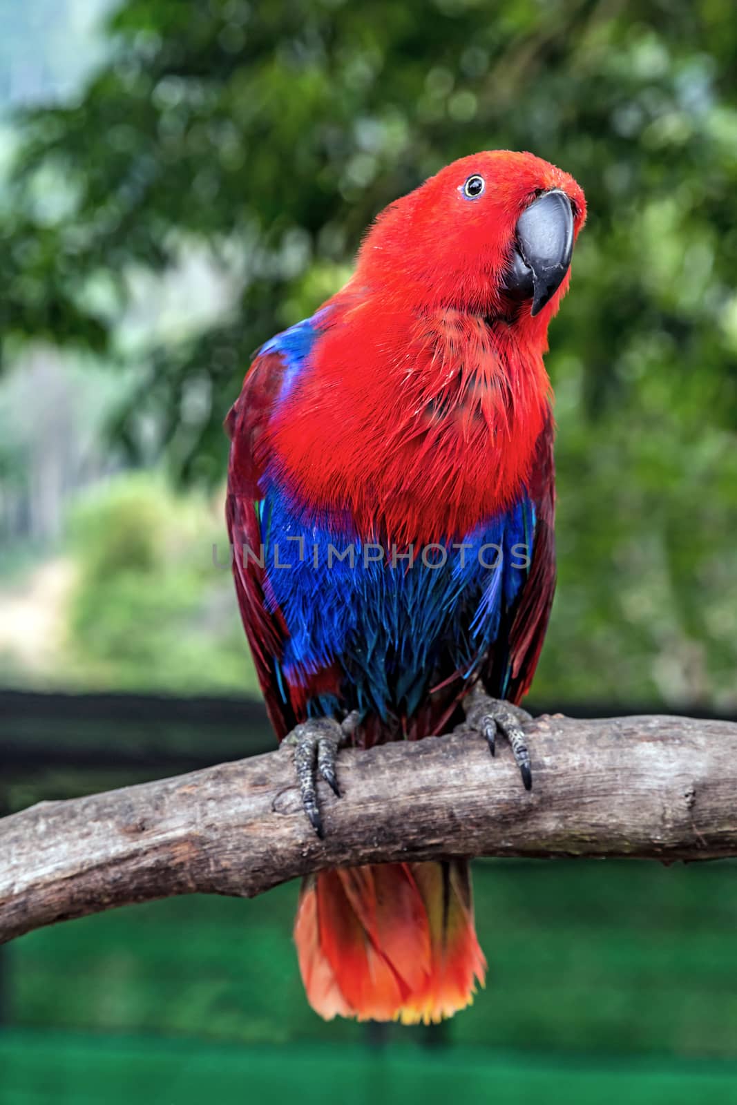 Eclectus Parrot (Eclectus roratus) female red blue tropical bird on Tree Branch