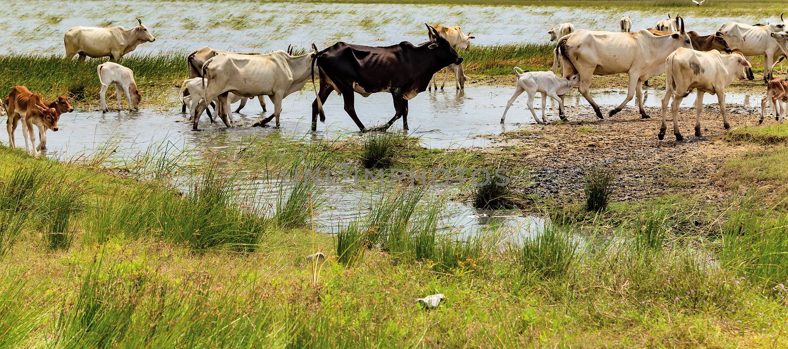 India Zebu cows in summer river rural landscape