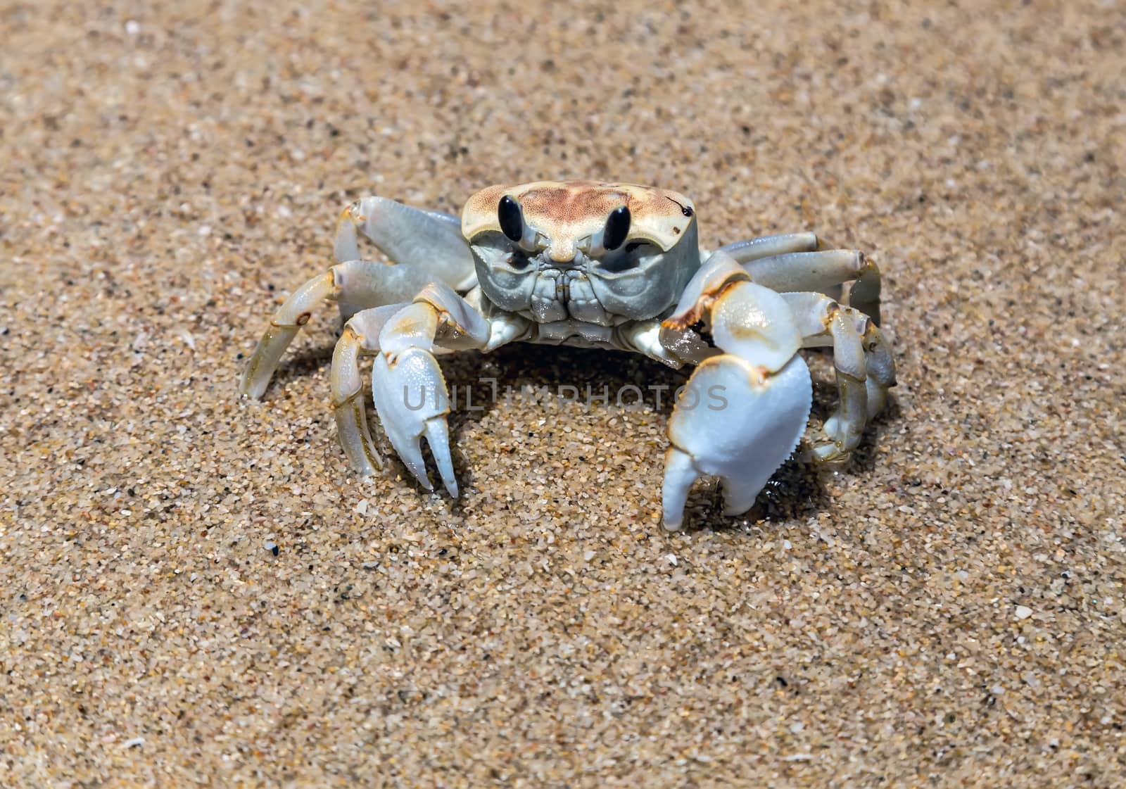 Crab close up on the white sandy beach. Summer holiday and vacation concept