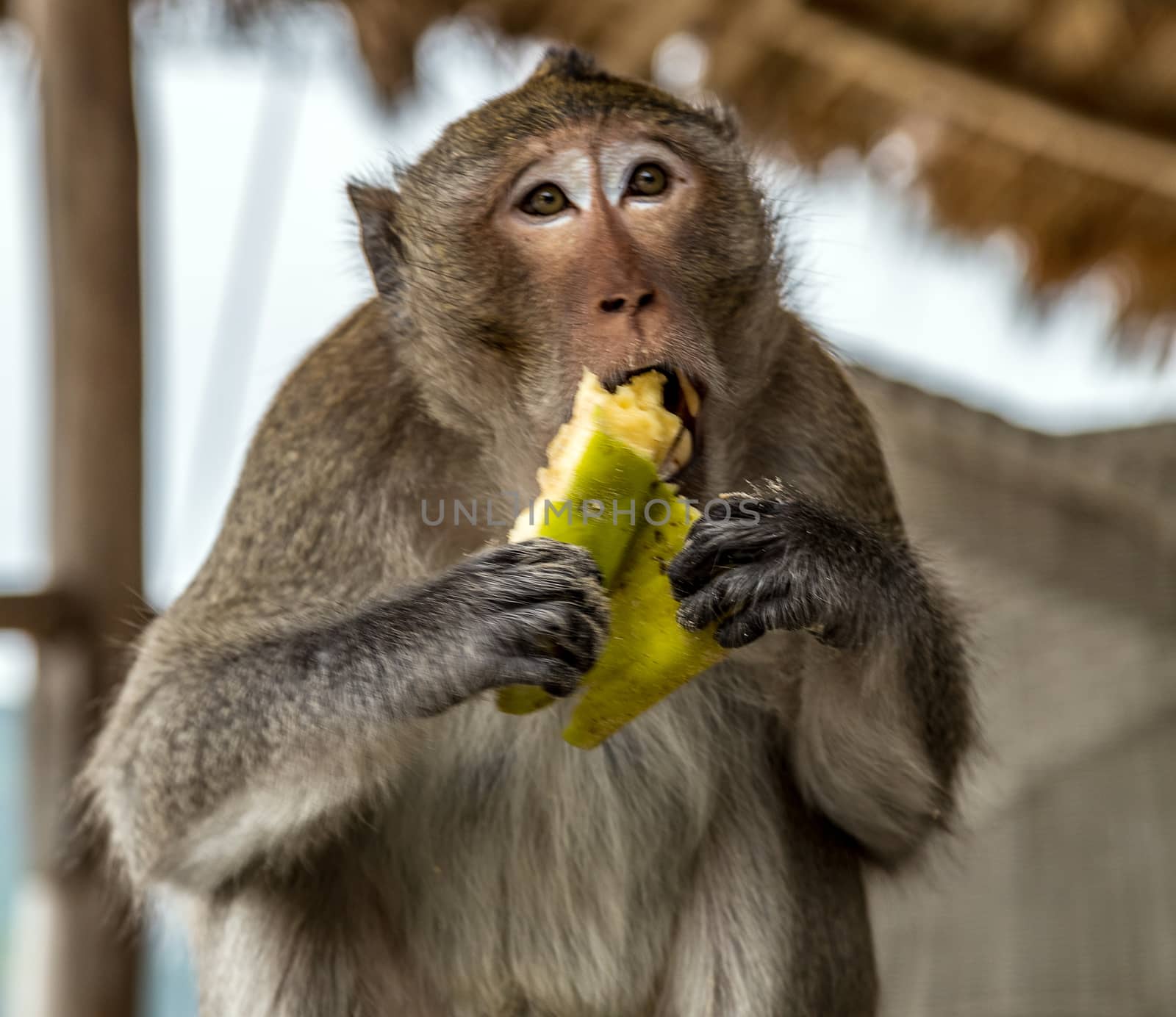 Portrait Rhesus monkey Macaca Mulatta Primates eating banana. Kathmandu, Nepal