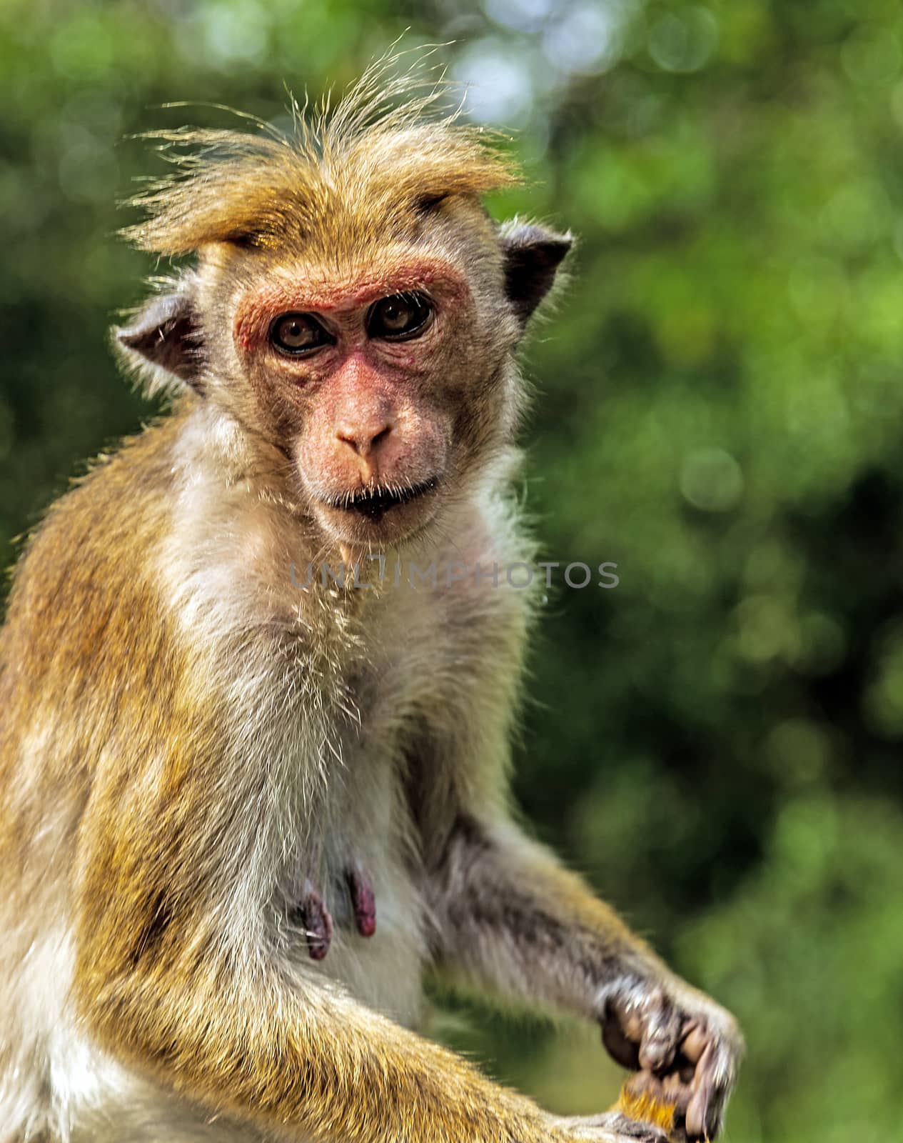 Monkey living on the Sri Lankan Macaca fuscata by Vladyslav