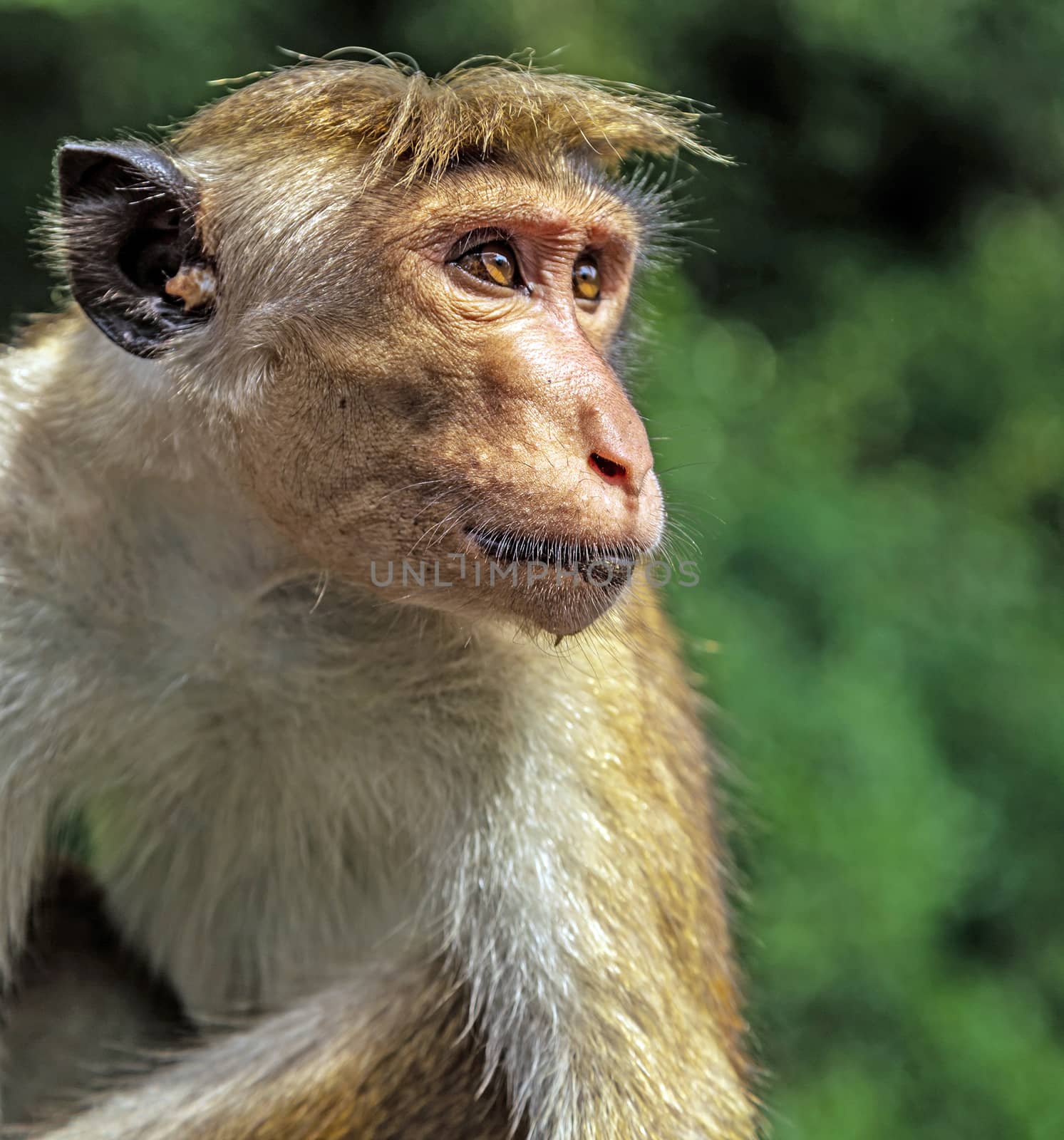Portrait toque macaque (Macaca sinica) in Sri Lankan Monkeys At Yala National Park, blur background