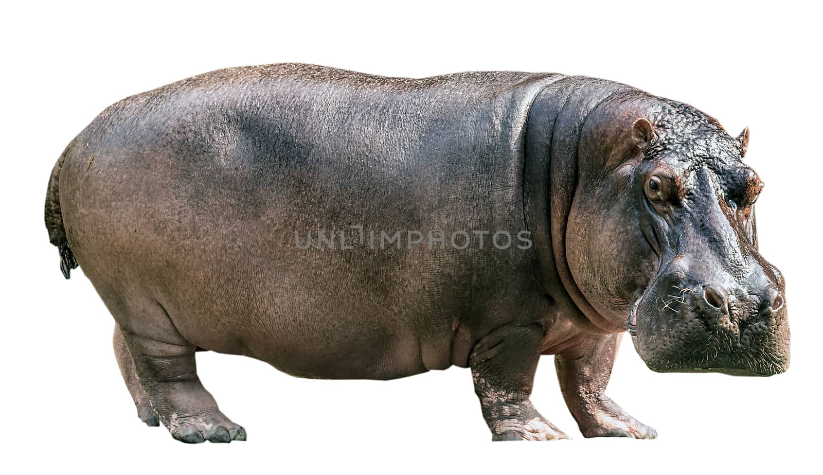 Hippopotamus isolated on white background