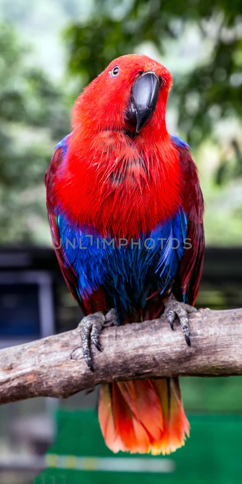 Eclectus Parrot (Eclectus roratus) female red blue on Tree Branch, portrait front view