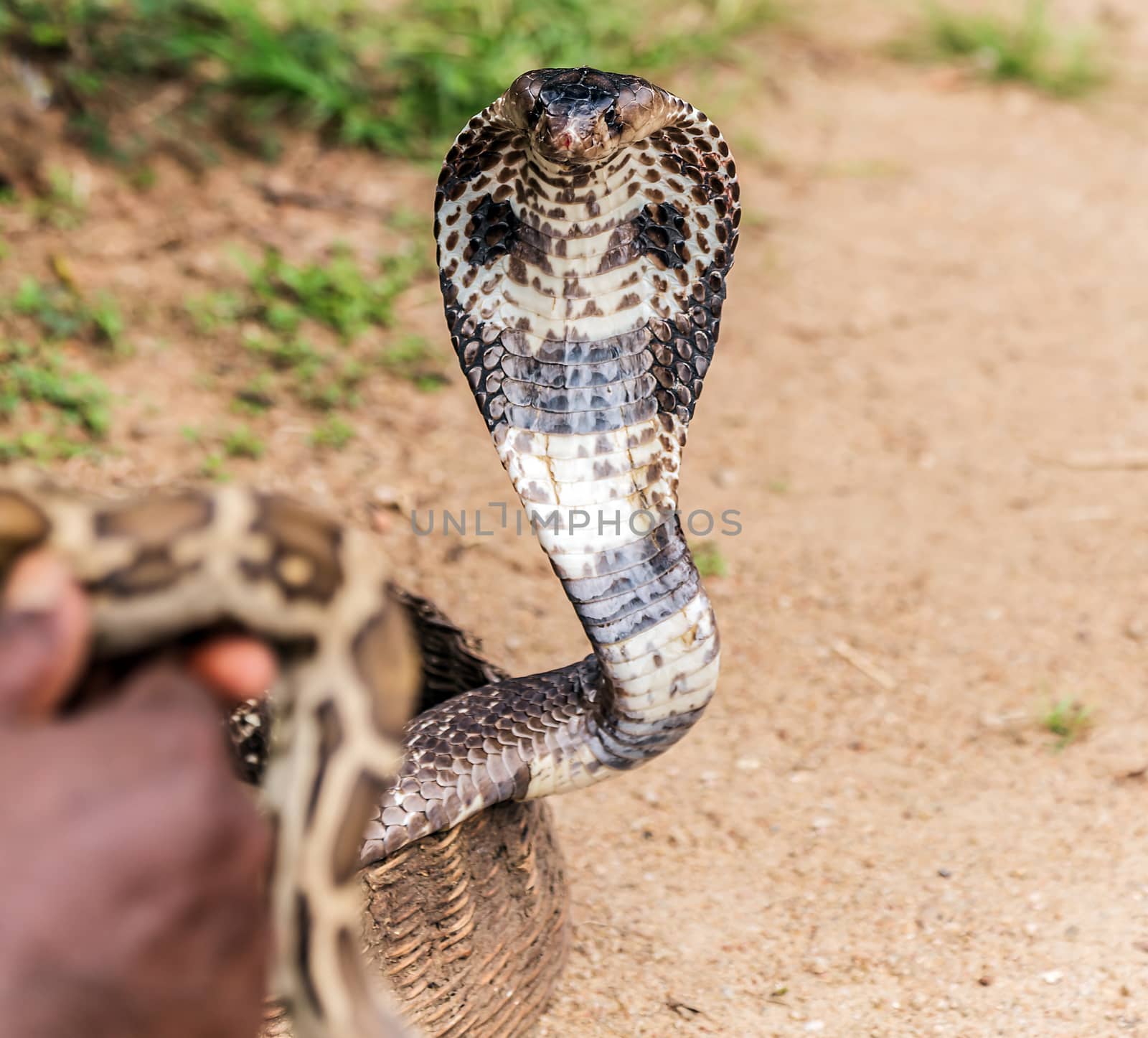 cobra snake with their hoods extended