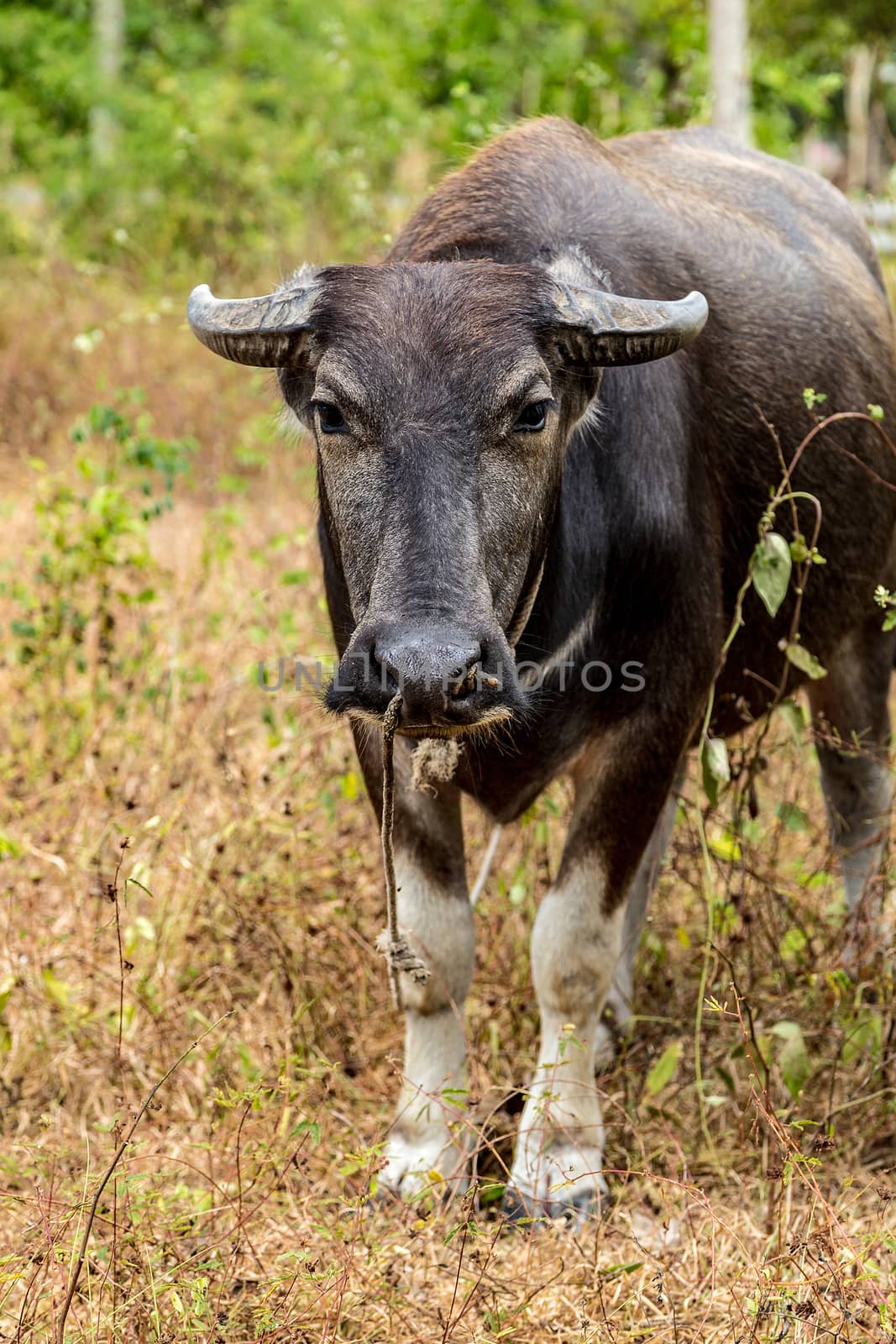 Water buffalo. Side view carabao