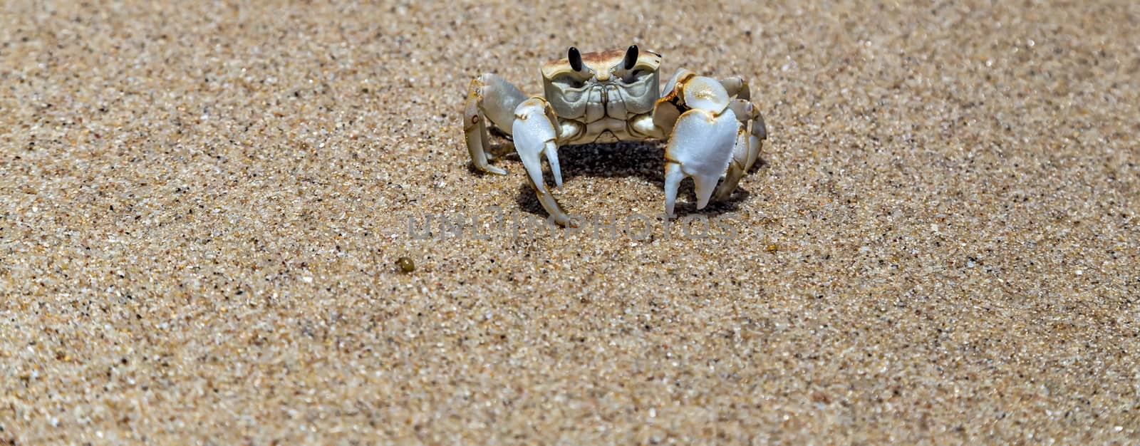 Crab sand beach close up by Vladyslav