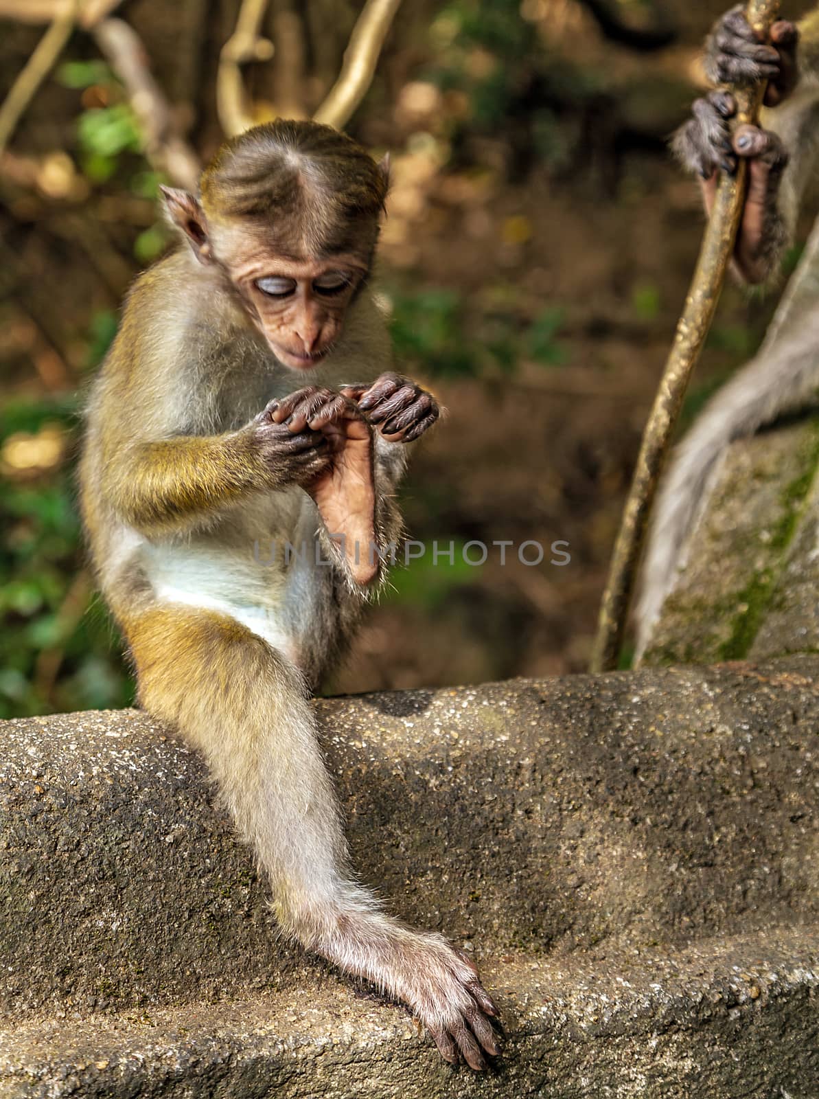 Sri Lanka Toque macaque by Vladyslav