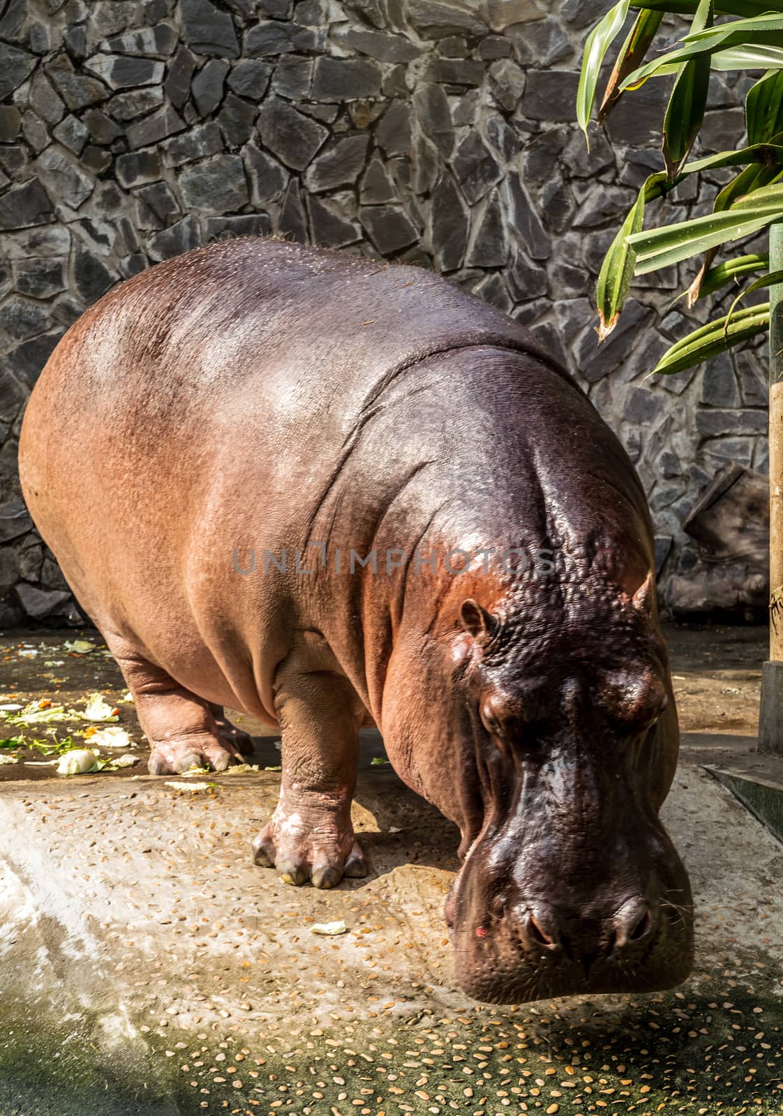 Hippopotamus hippos in Chobe National Park