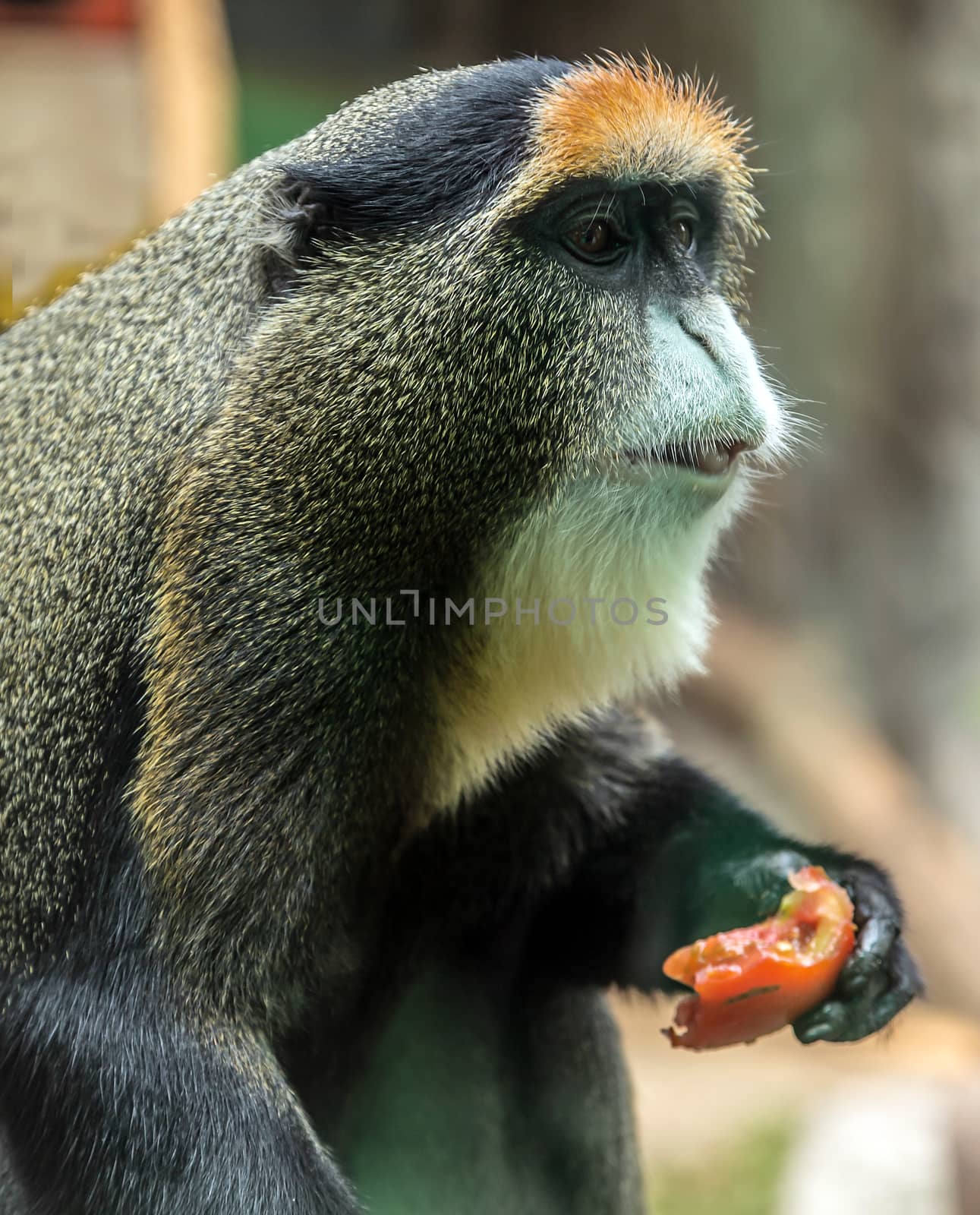 Male De Brazza's monkey primates Adult Portrait by Vladyslav
