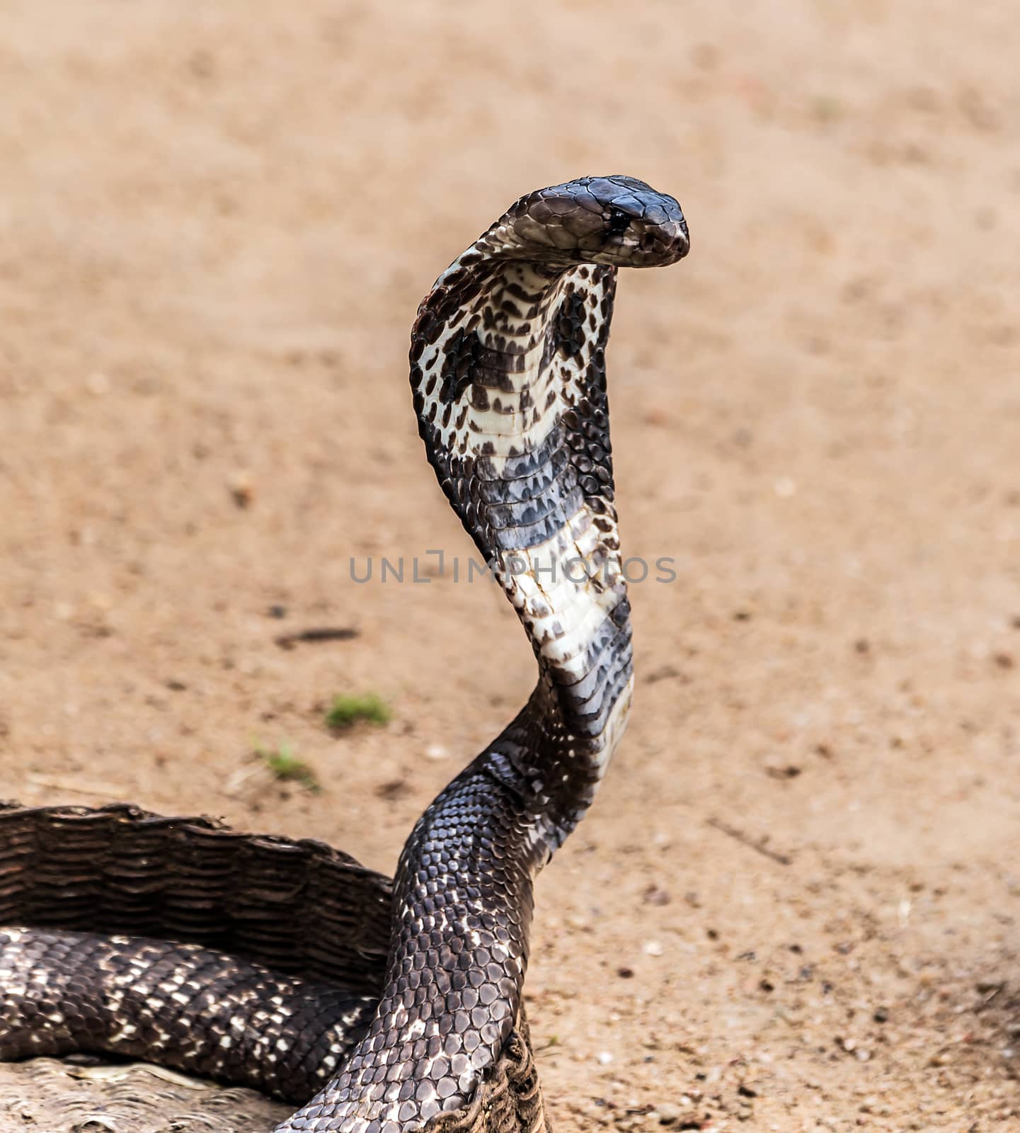 king cobra in its defensive posture hoods extended
