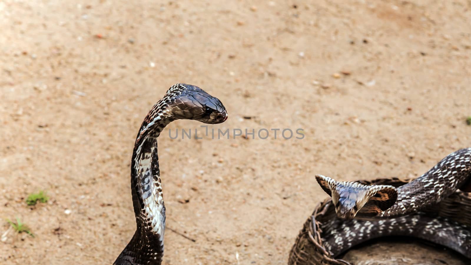 king cobra in its defensive posture with their hoods extended