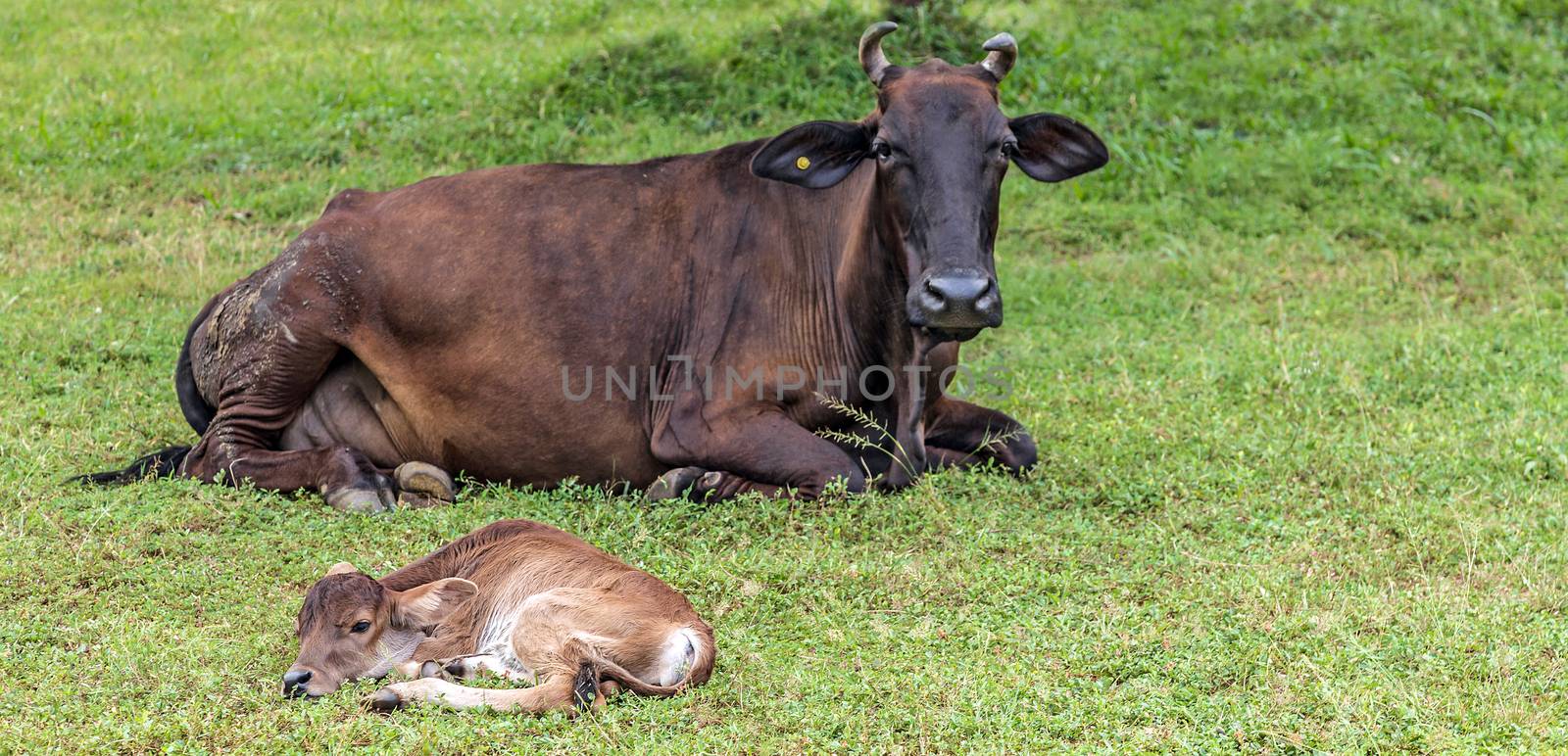 Asian bloodline cow calf in field. by Vladyslav