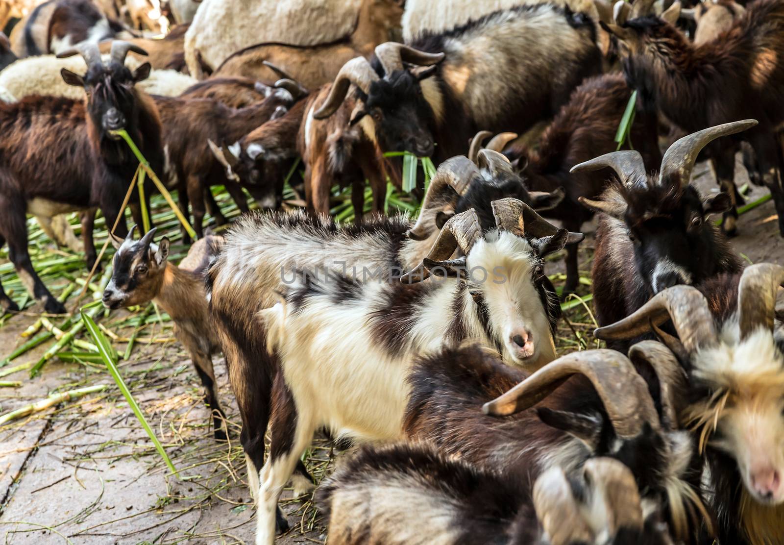 portrait of domestic goat, goats in farm by Vladyslav