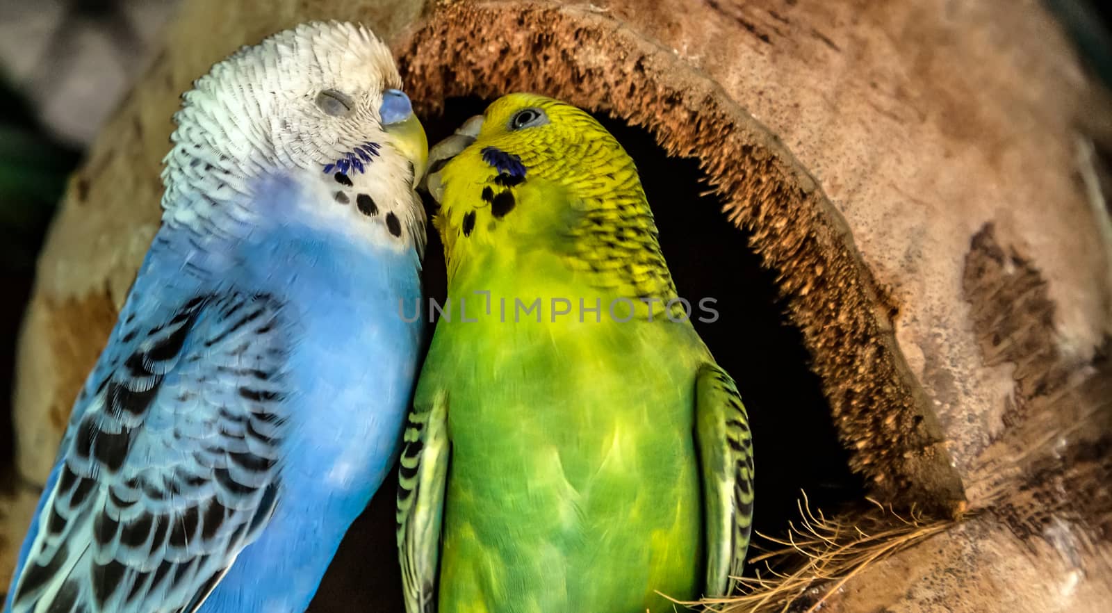 Pair green blue Budgerigar Australian Parakeet. Kissing parrot close up sitting in the nest dried coconut shell. (Melopsittacus undulatus)