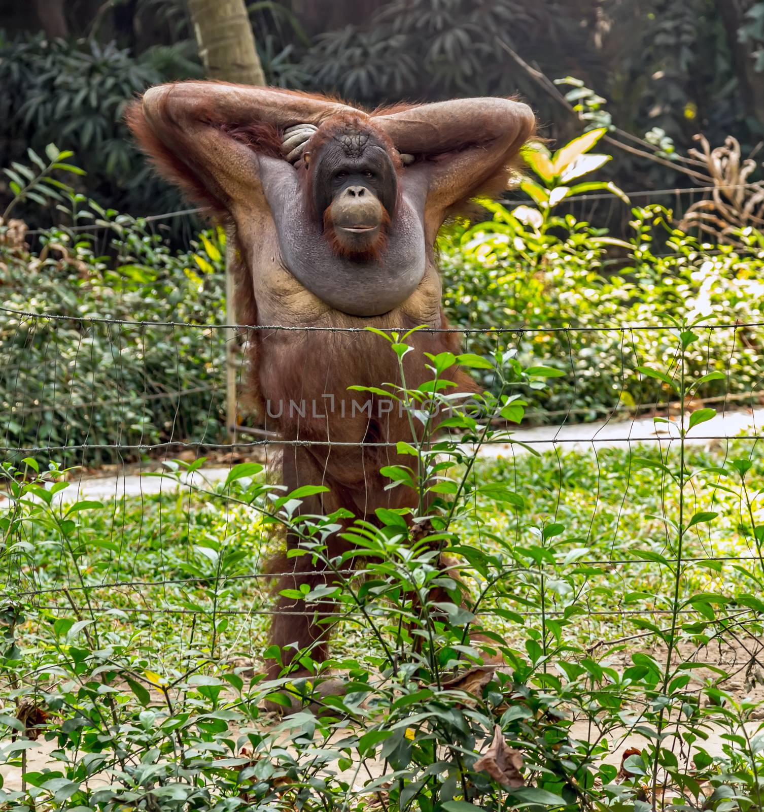 Wild nature in Tropical Rainforest Orangutan Portrait.