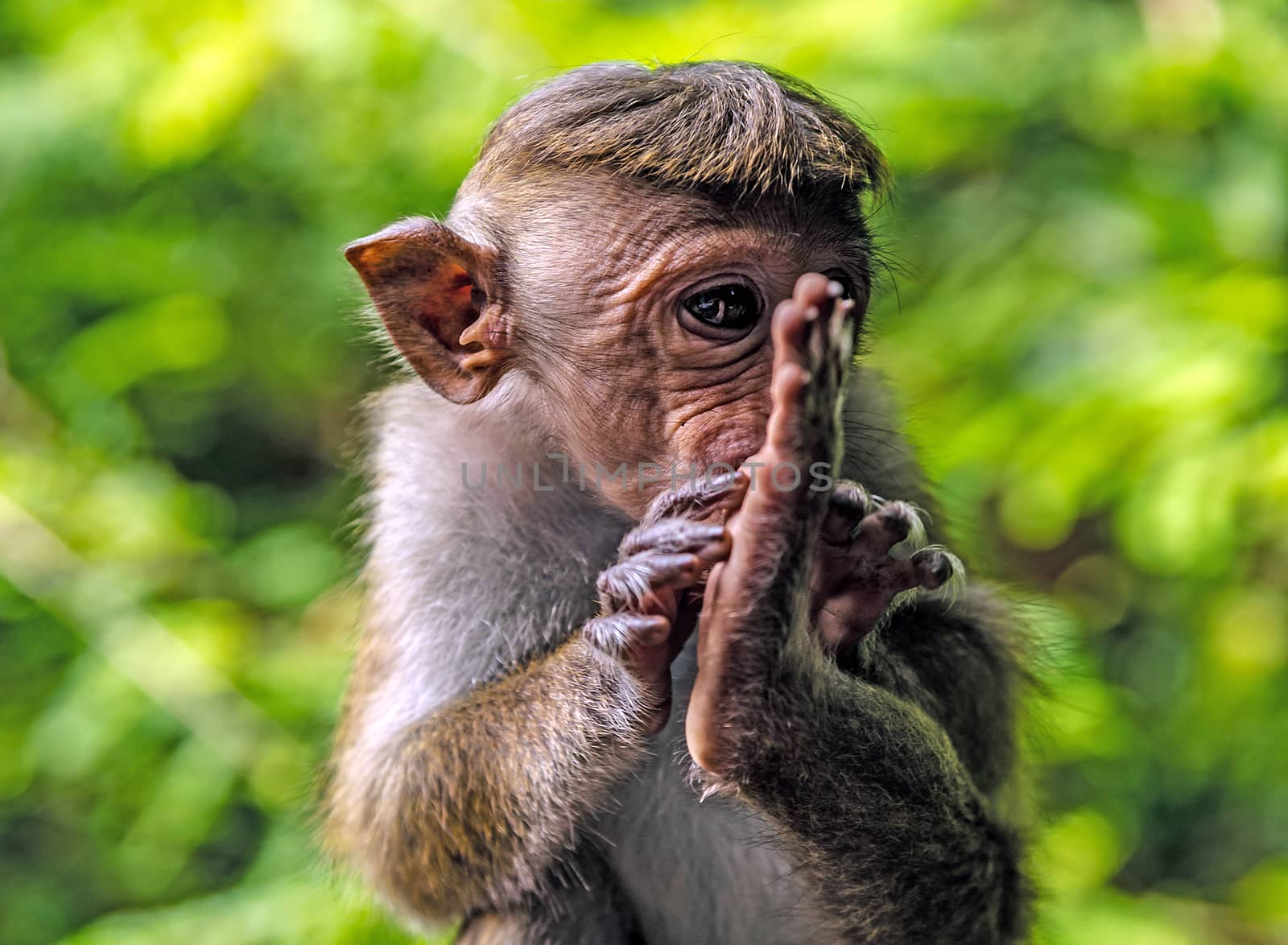 portrait of a funny toque macaque (Macaca sinica) monkey sitting Sri Lankan Park blur background