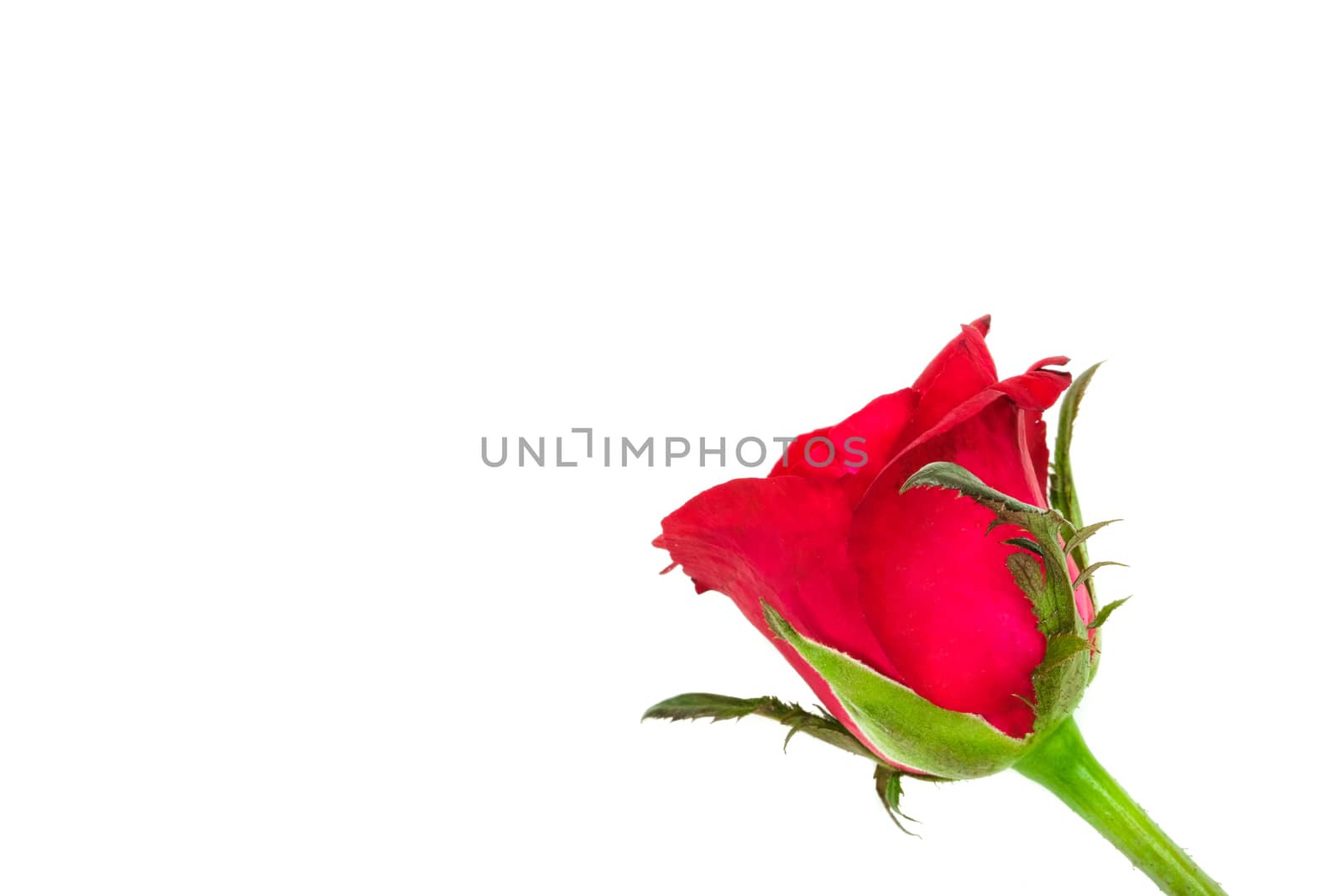 Single blooming red rose, isolated on white background