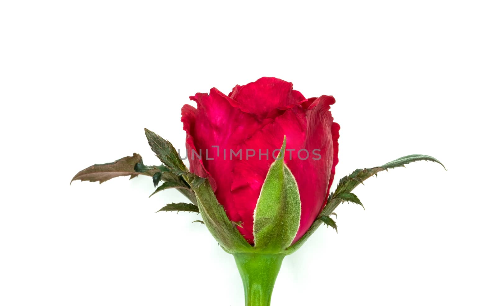 closeup image of a beautiful blooming red rose, on white background