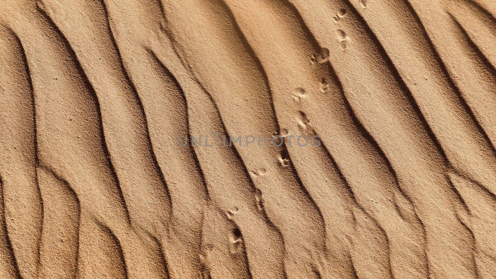 Traces of a lizard in the sand in the desert of Oman