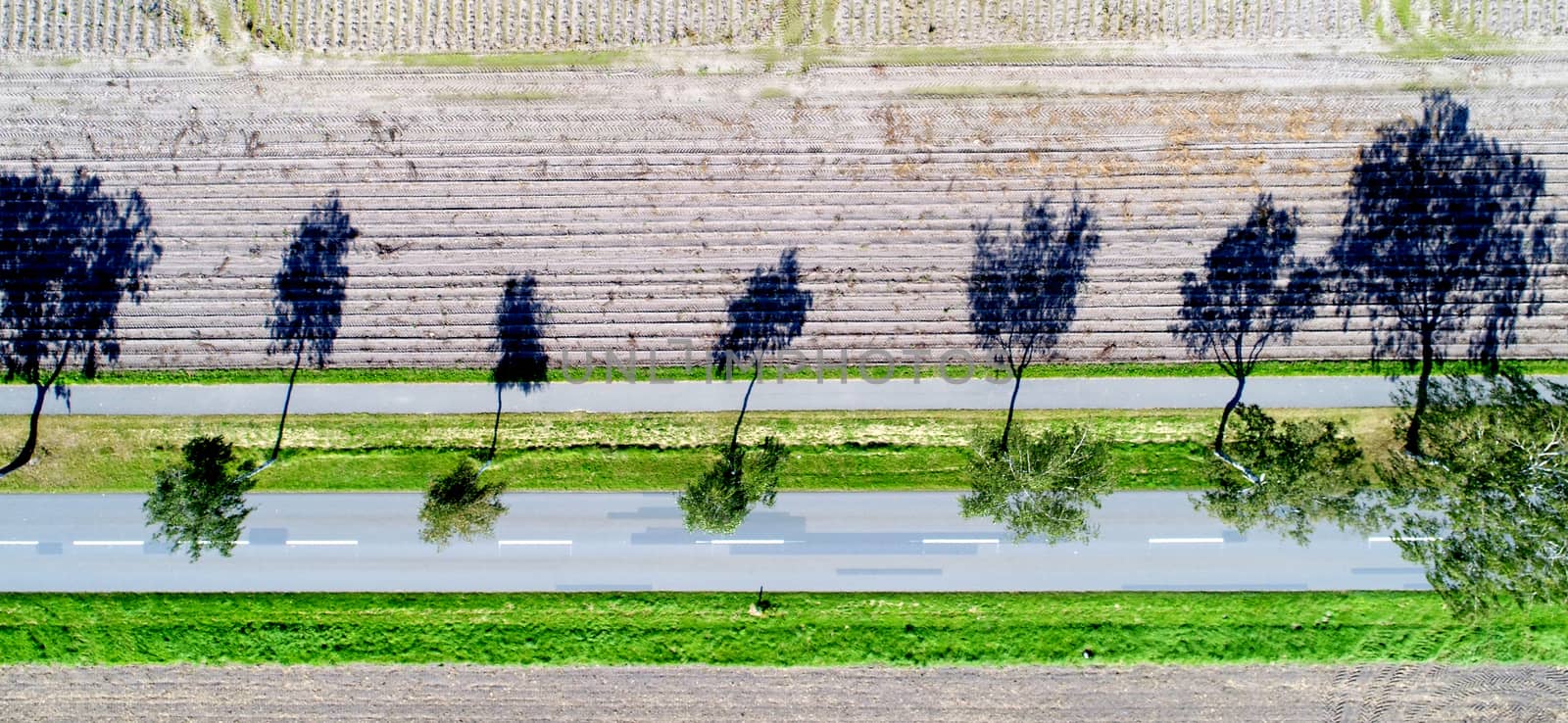 Vertical aerial image, trees on the roadside, strong shadows, abstract effect