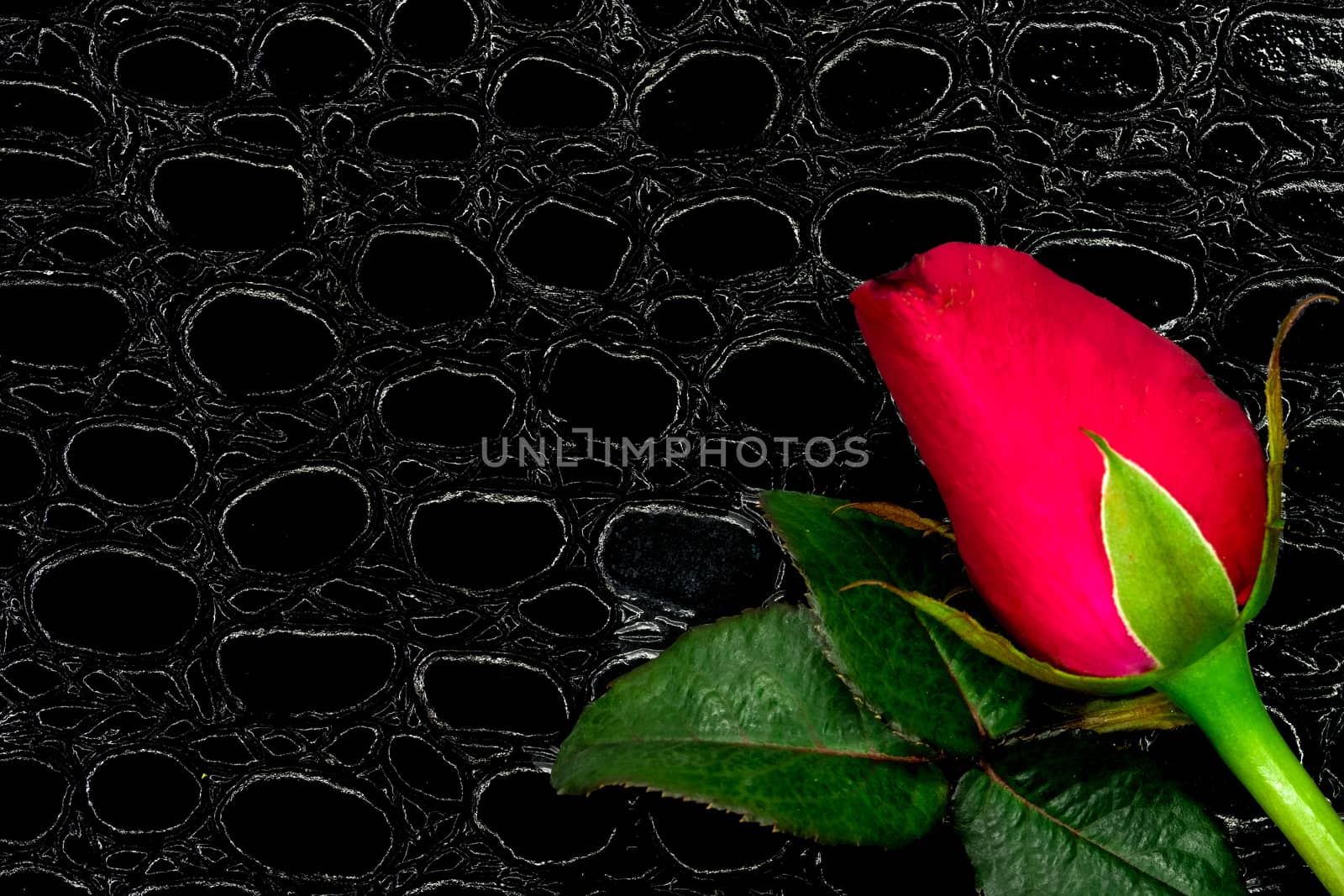 a beautiful red rose on a leather covered notebook