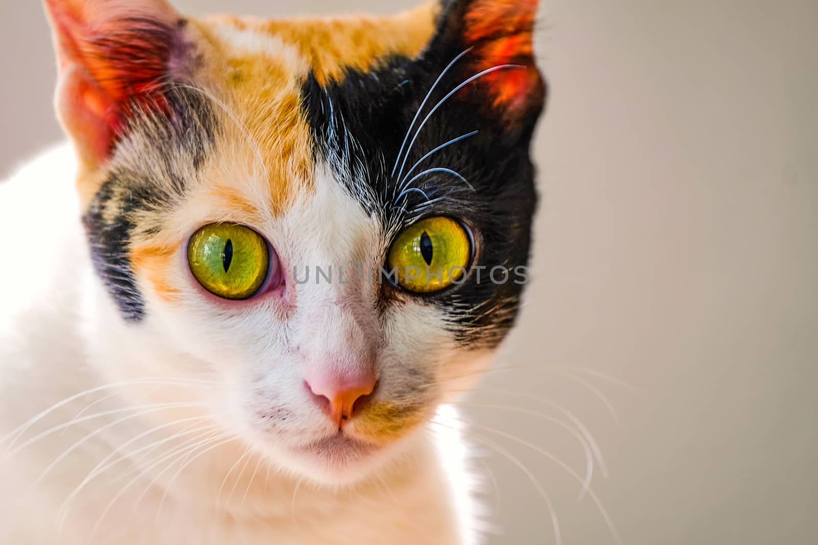potrait of a domestic cat by Nawoot