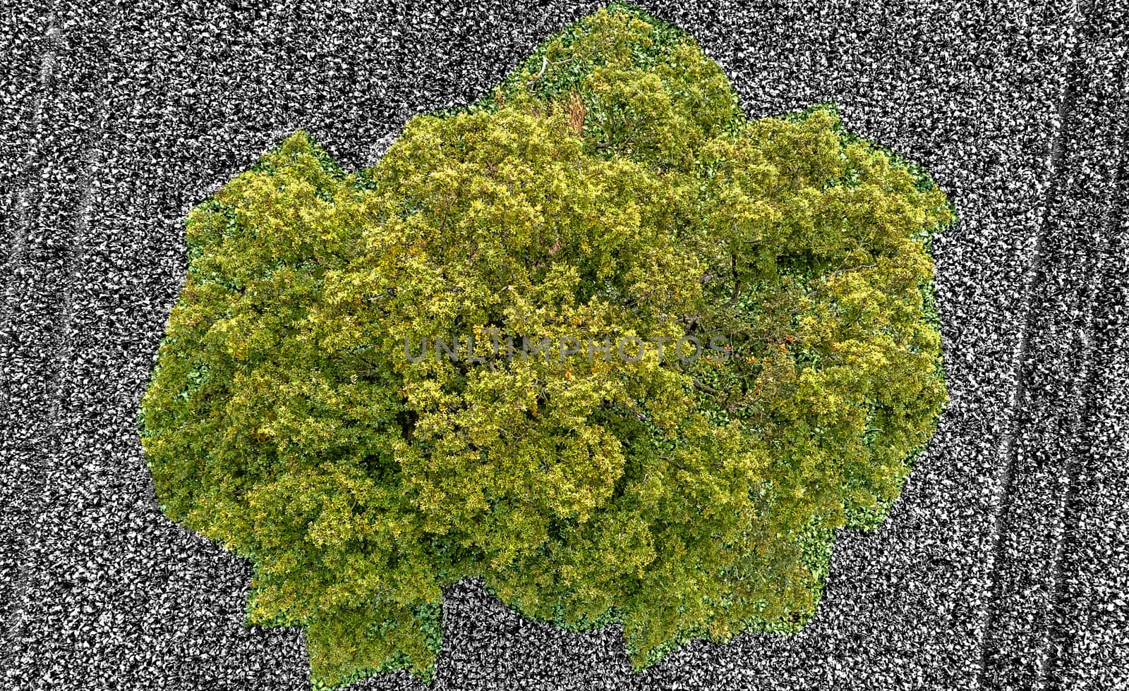 Aerial photograph tree, taken vertically with the drone, alienated by black and white background