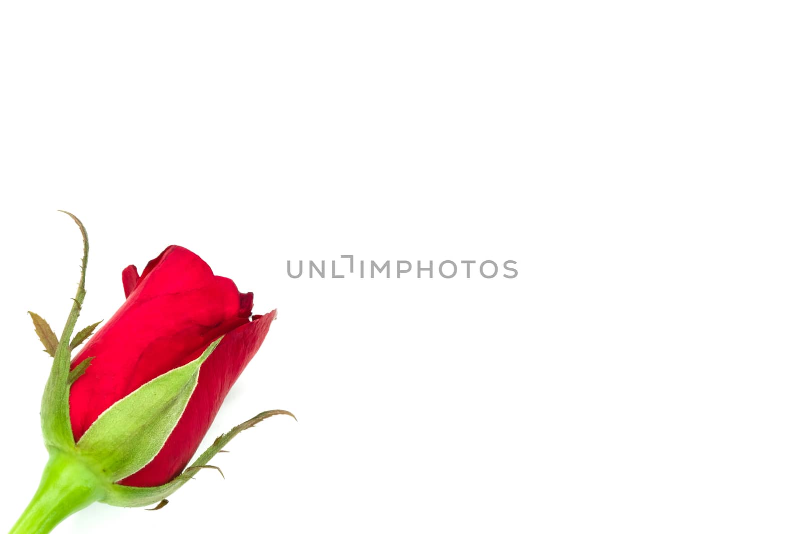 Single blooming red rose, isolated on white background