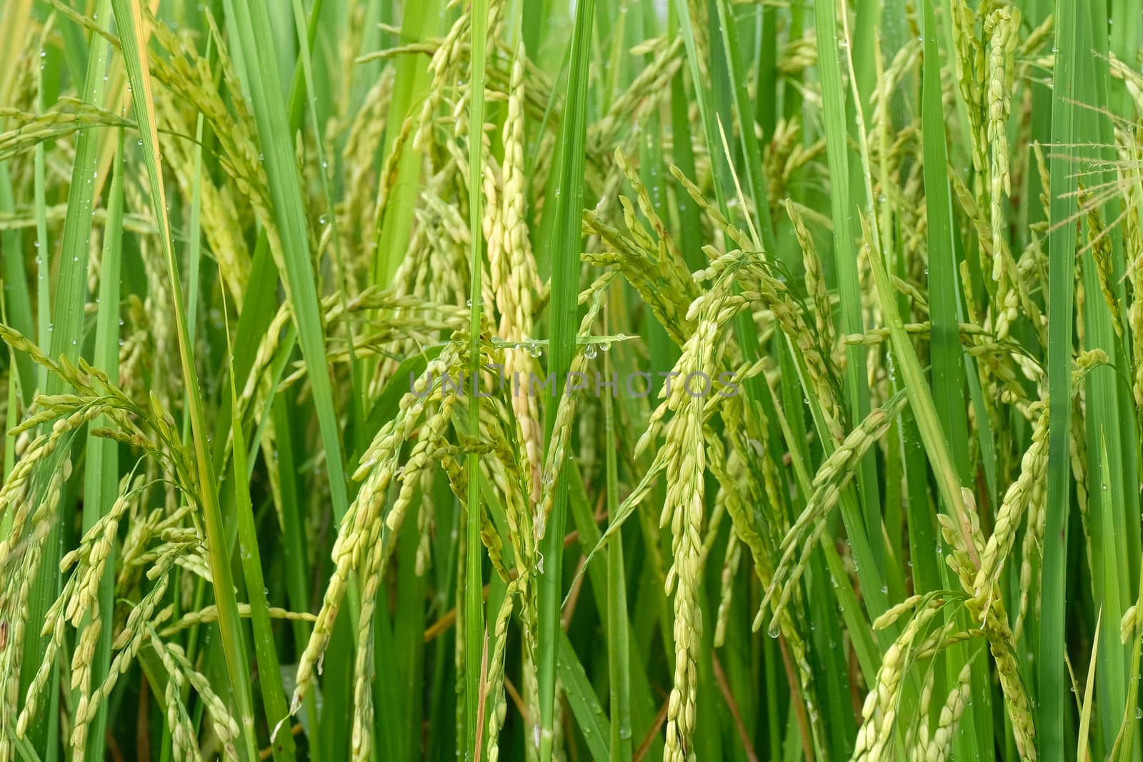 closeup of ripen seeds of young rice crop