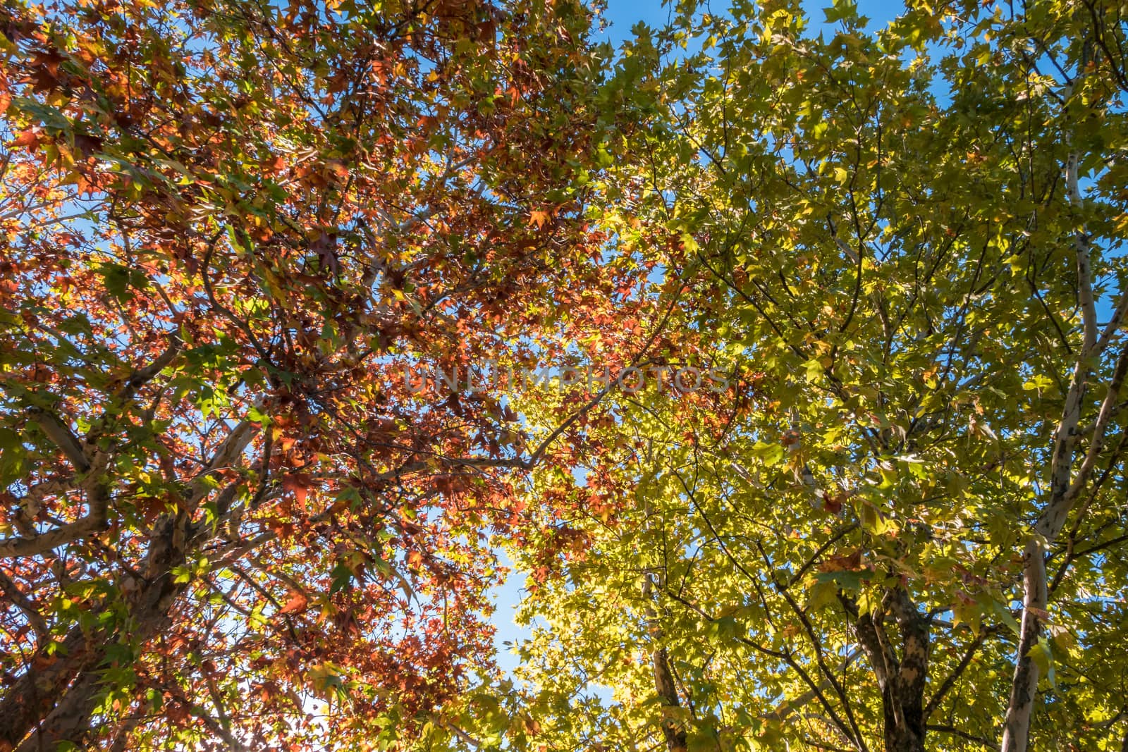 Autumn trees by germanopoli