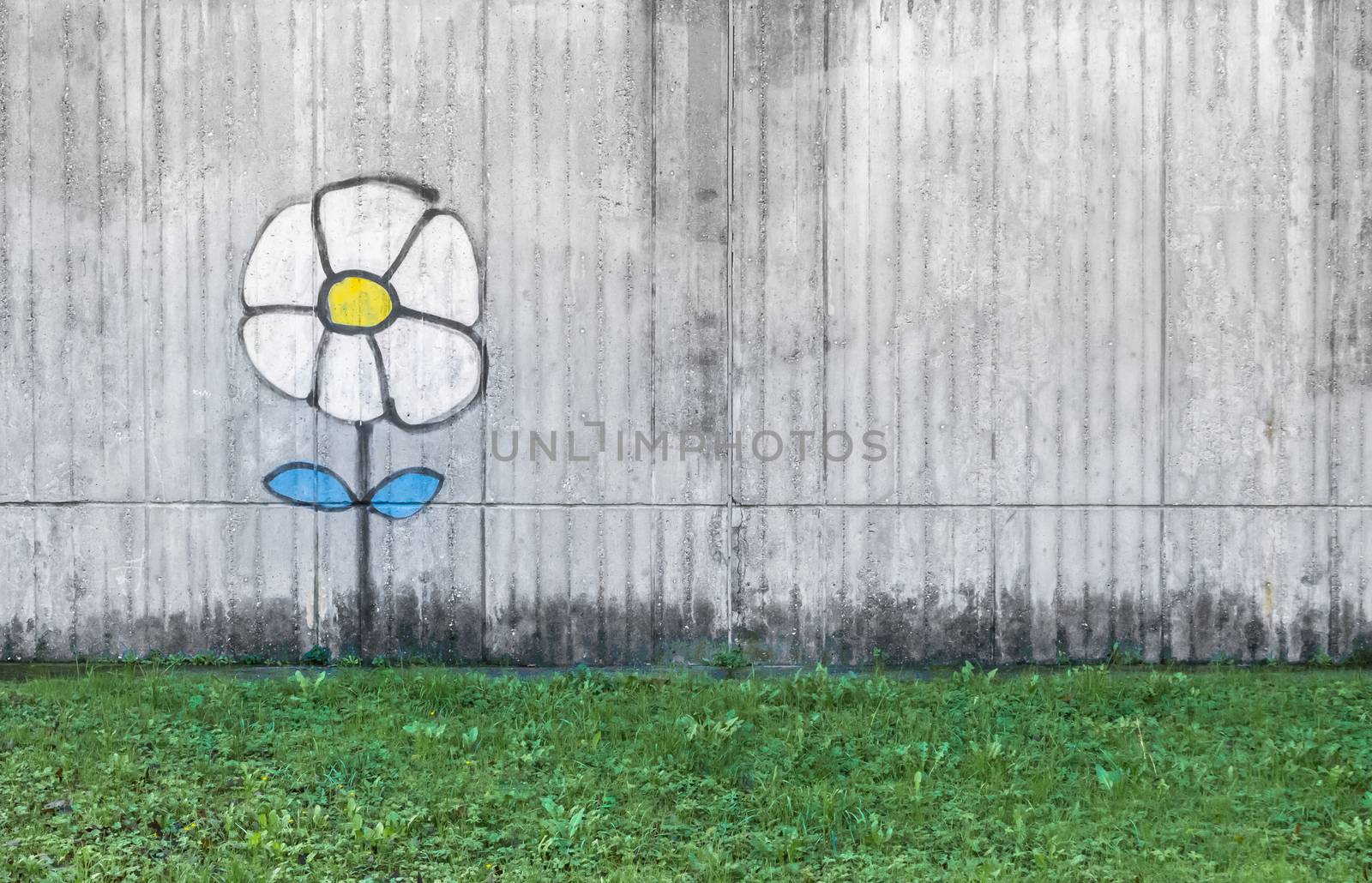 Graffiti of a daisy by germanopoli