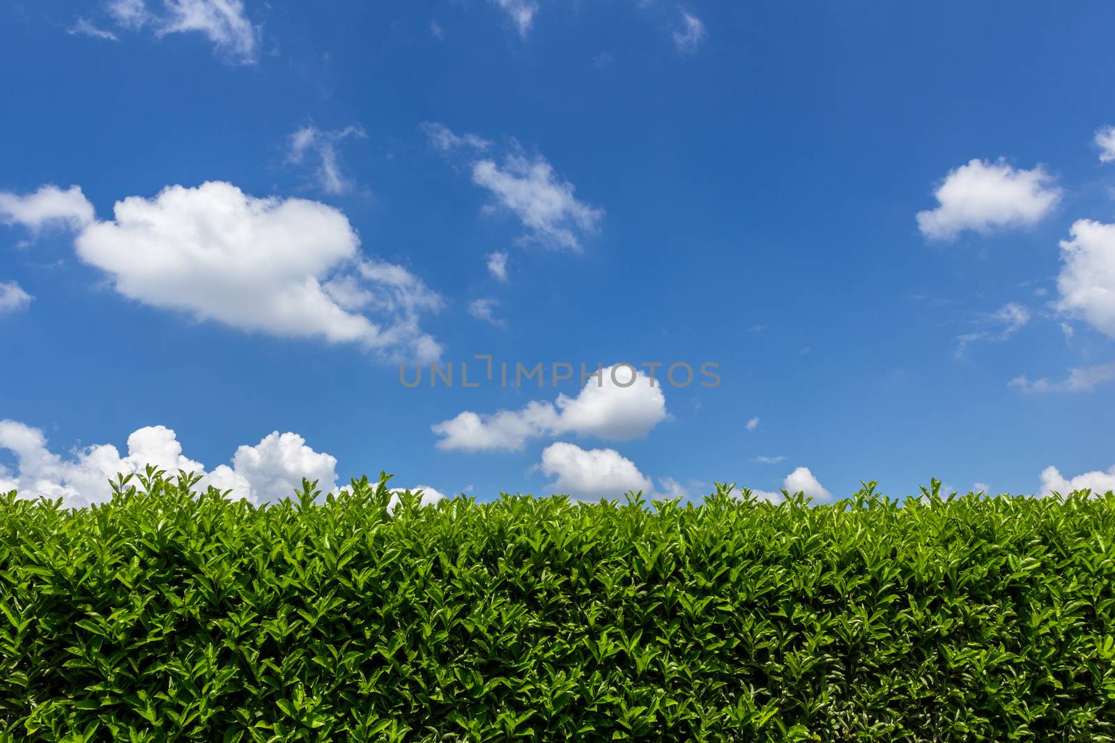 Geen grass, hedge and amazing sky.