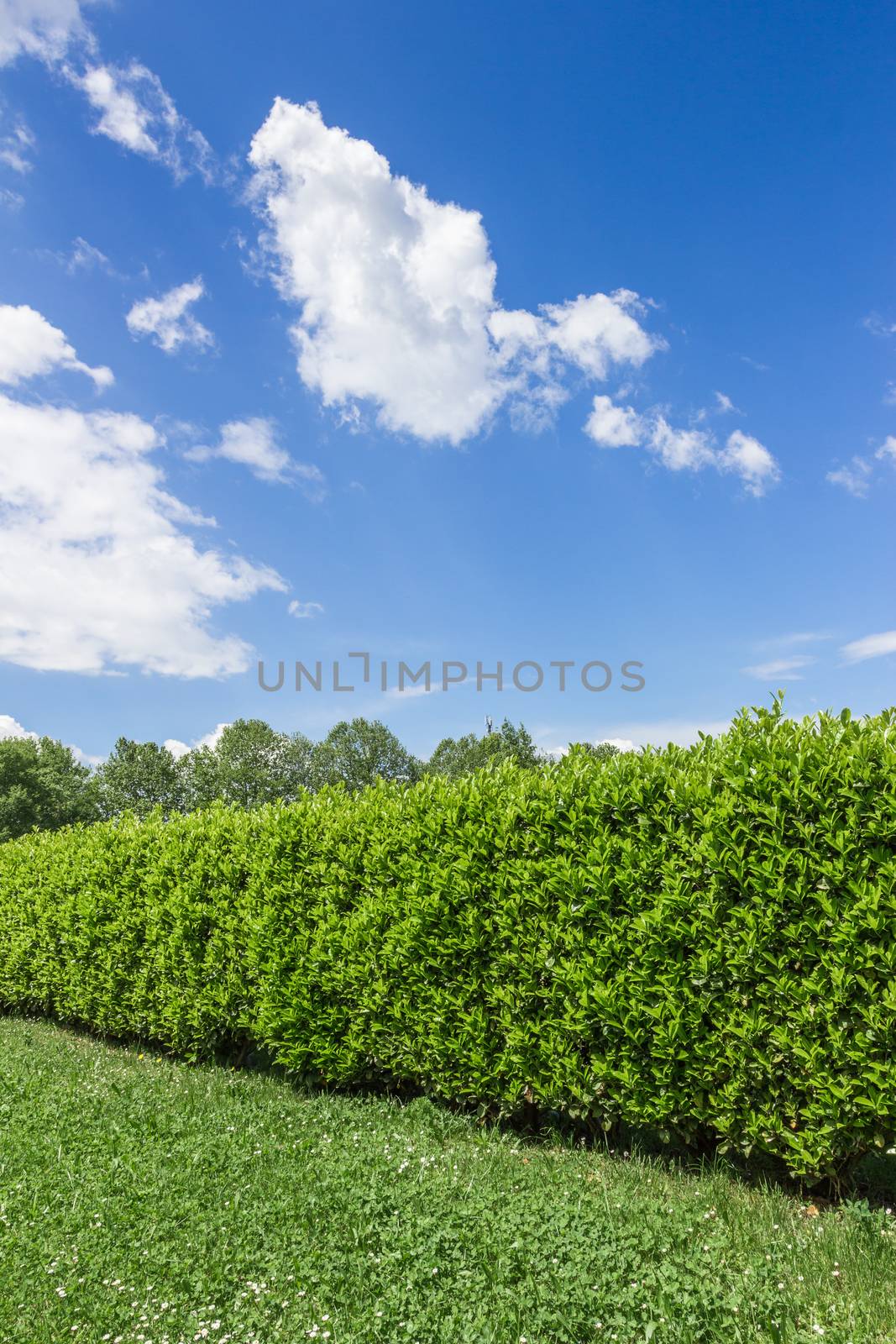 Green bush on bright blue sunny sky background