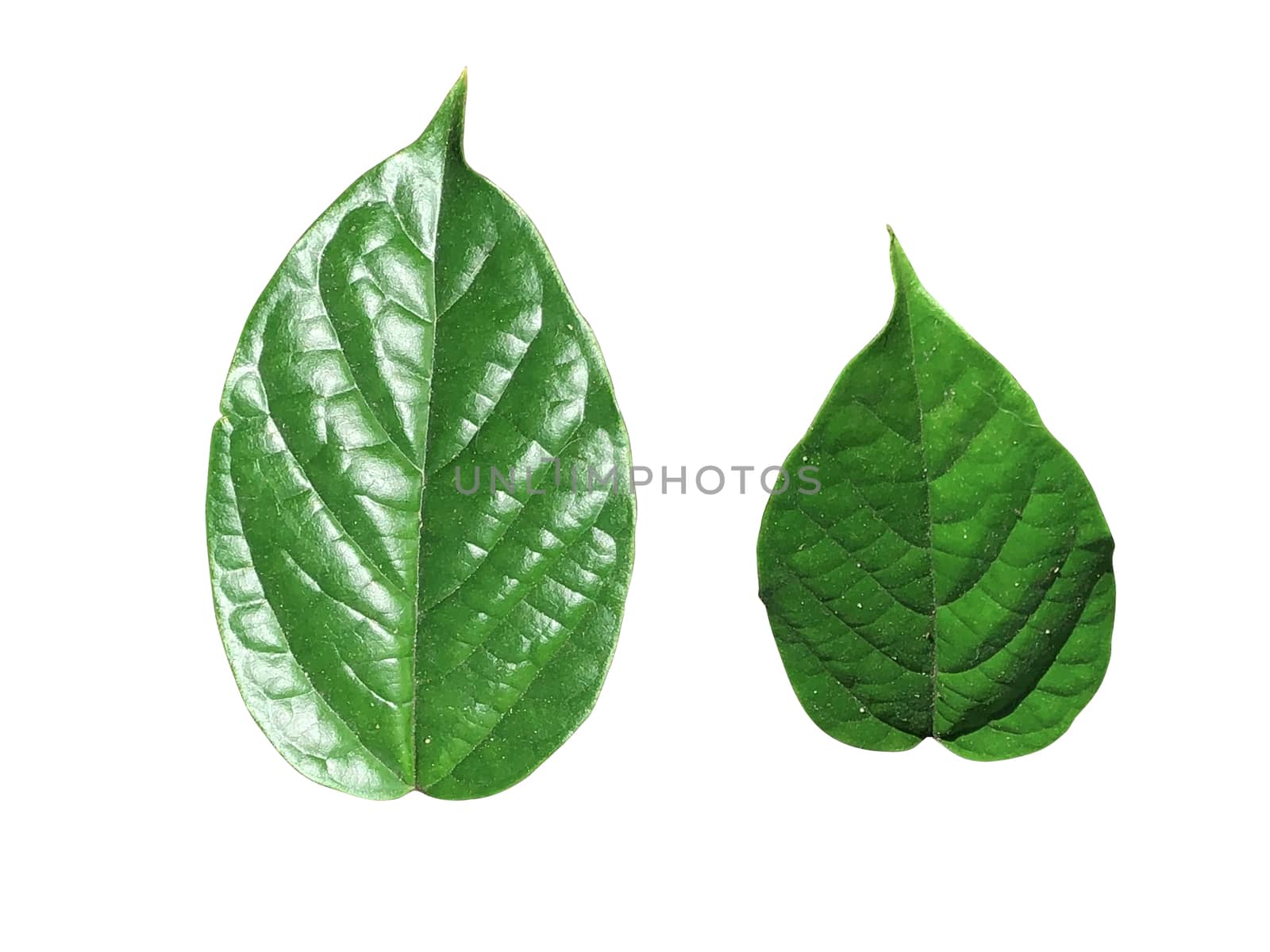 Green leaves isolated on white background, clipping path