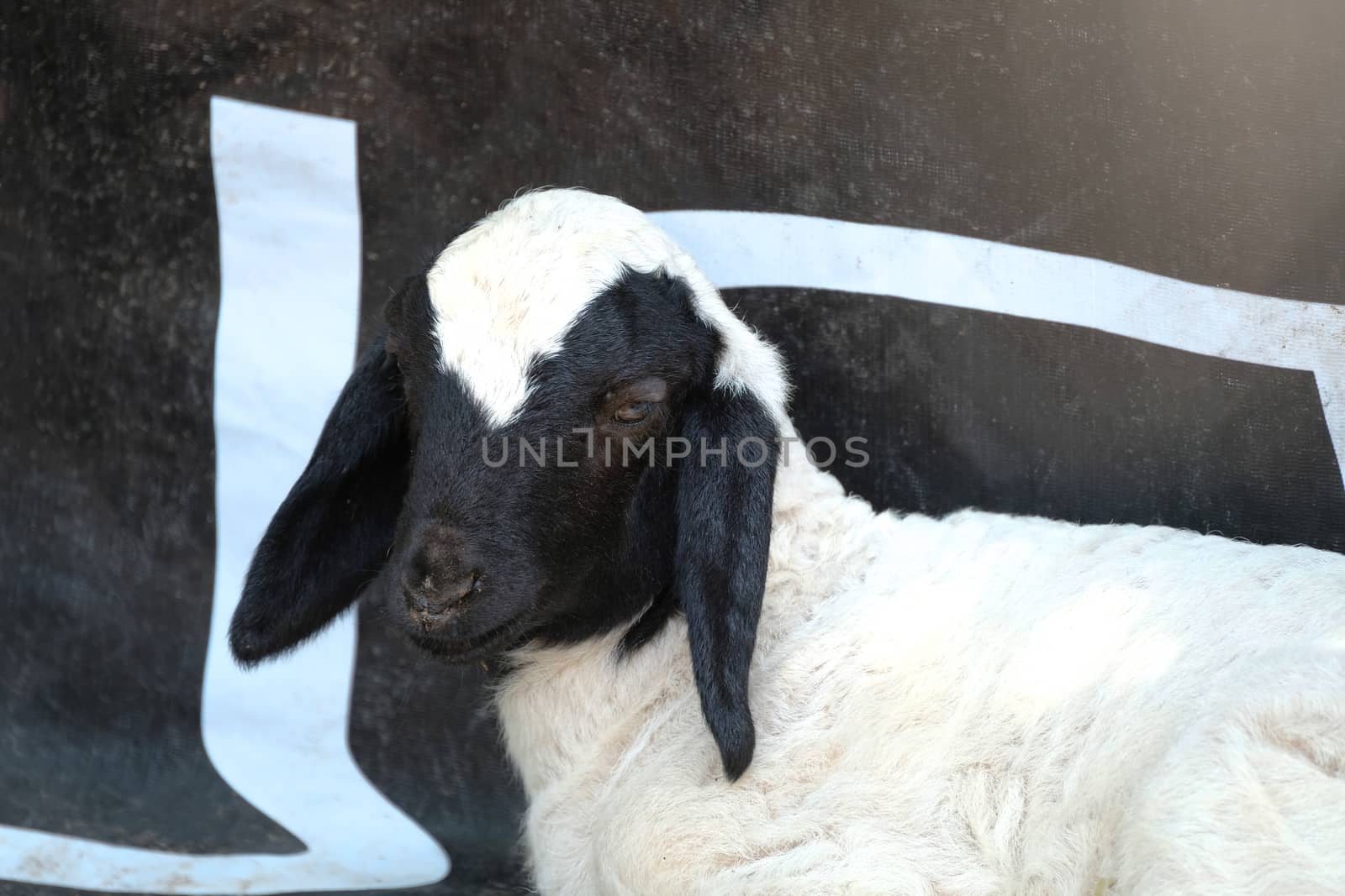 a black and white baby sheep lying in front of the same colors background