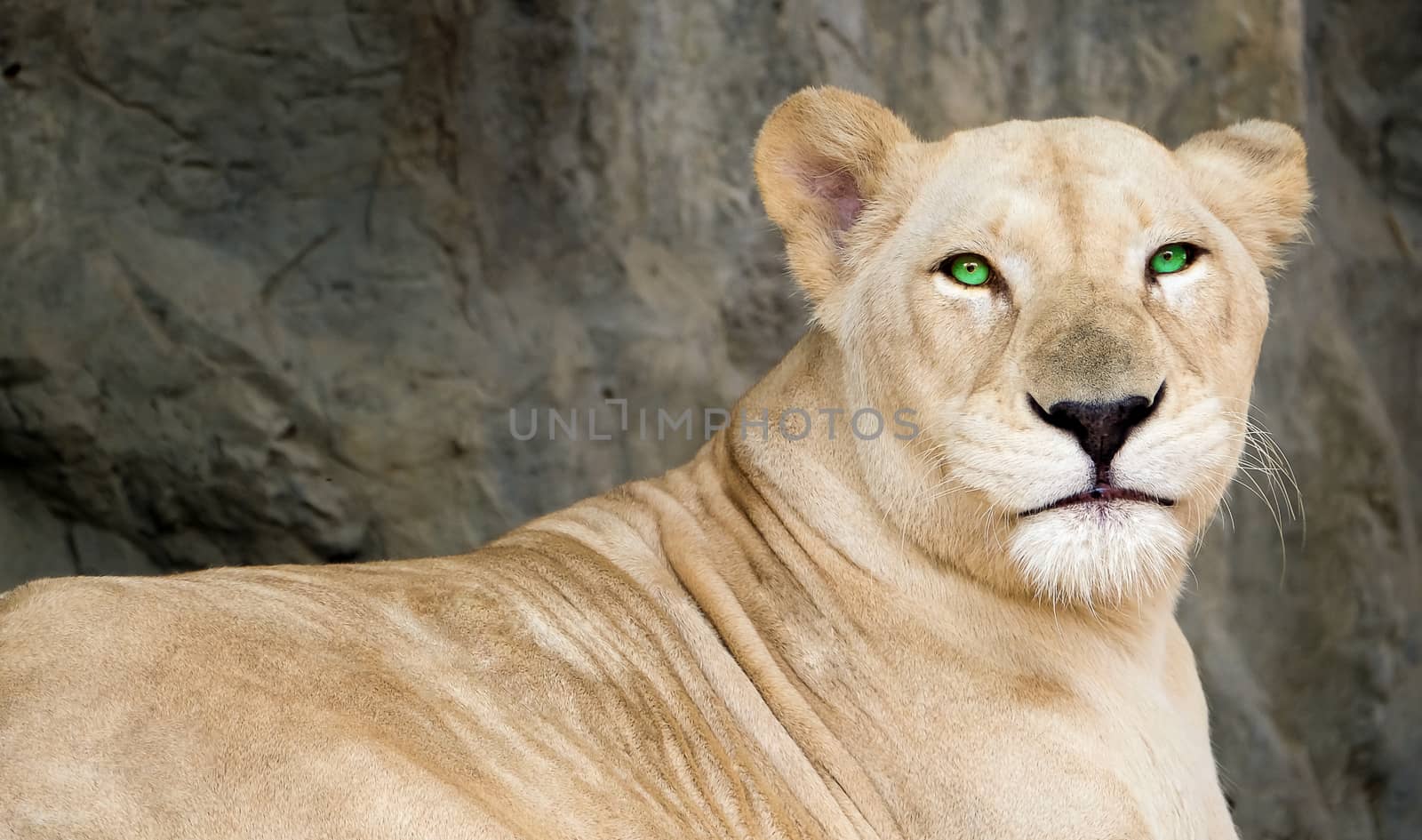 a portrait of a beautiful and majestic female lion with green eyes.