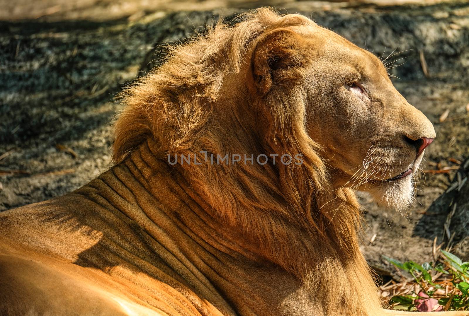 a portrait of a golden brown male lion, profile view