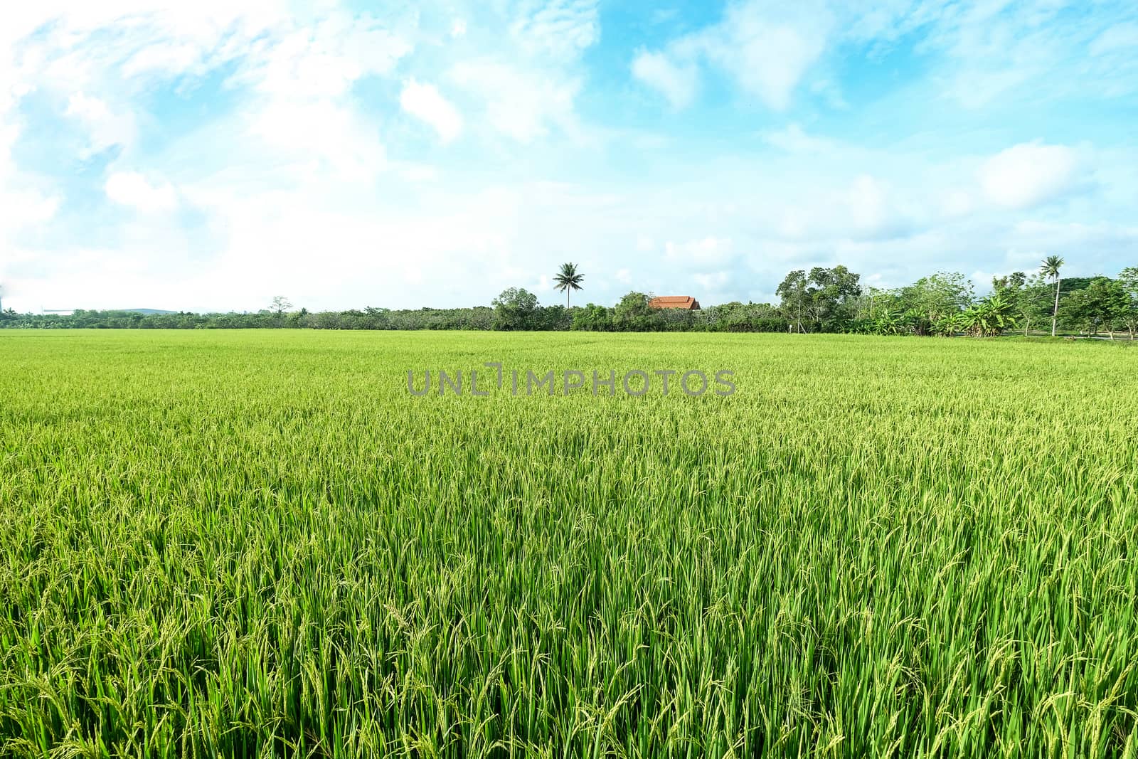 a vast paddy field filled with yellow and green tender young rice crop, partially cloudy blue sky
