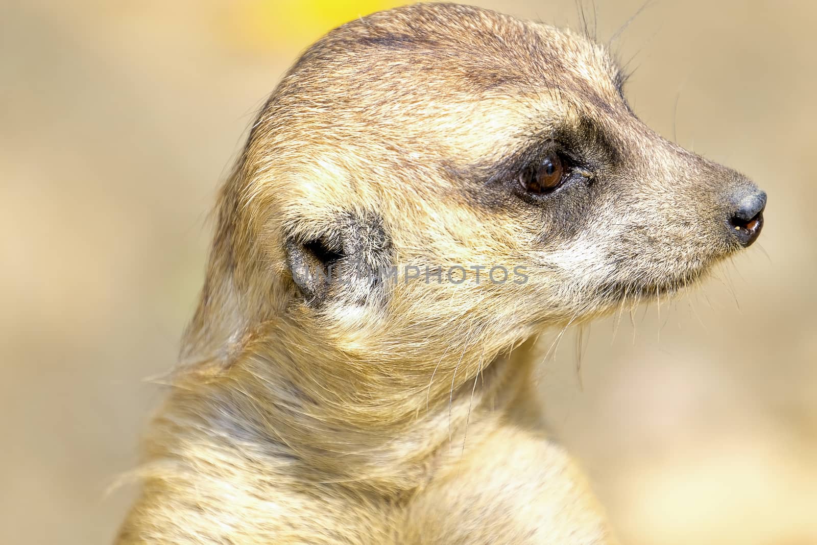portrait of a brown meerkat