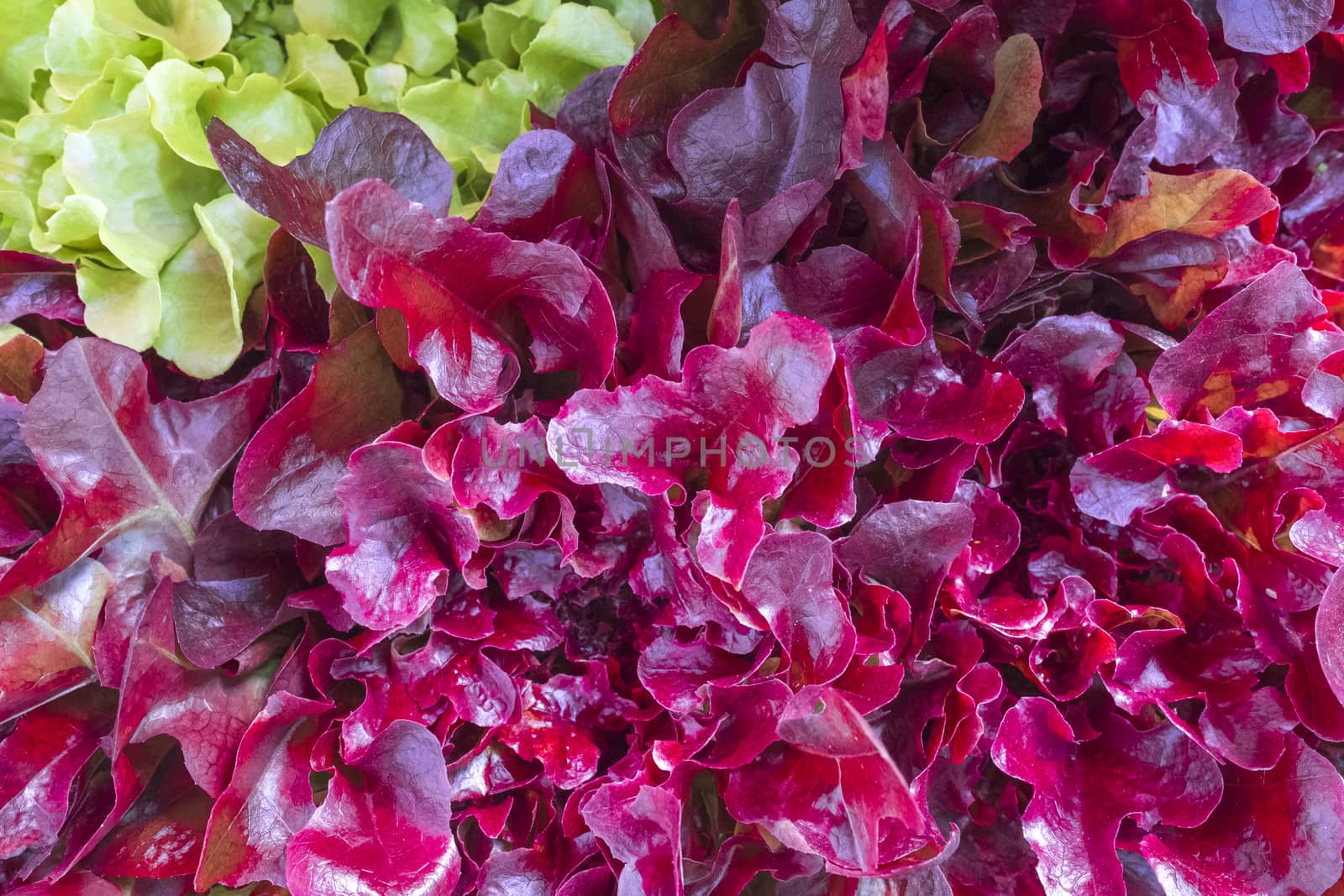 salad green and purple lettuce, fresh, organic, top view, closeup, macro