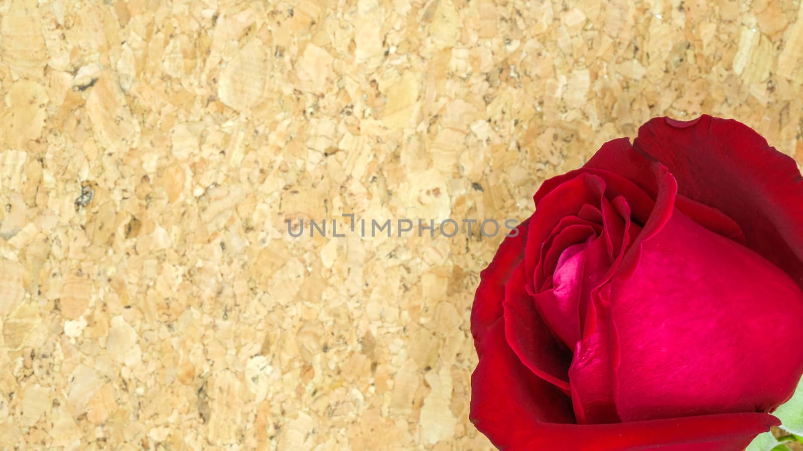 a beautiful single red rose and a cork message board background, closeup, selective focusing