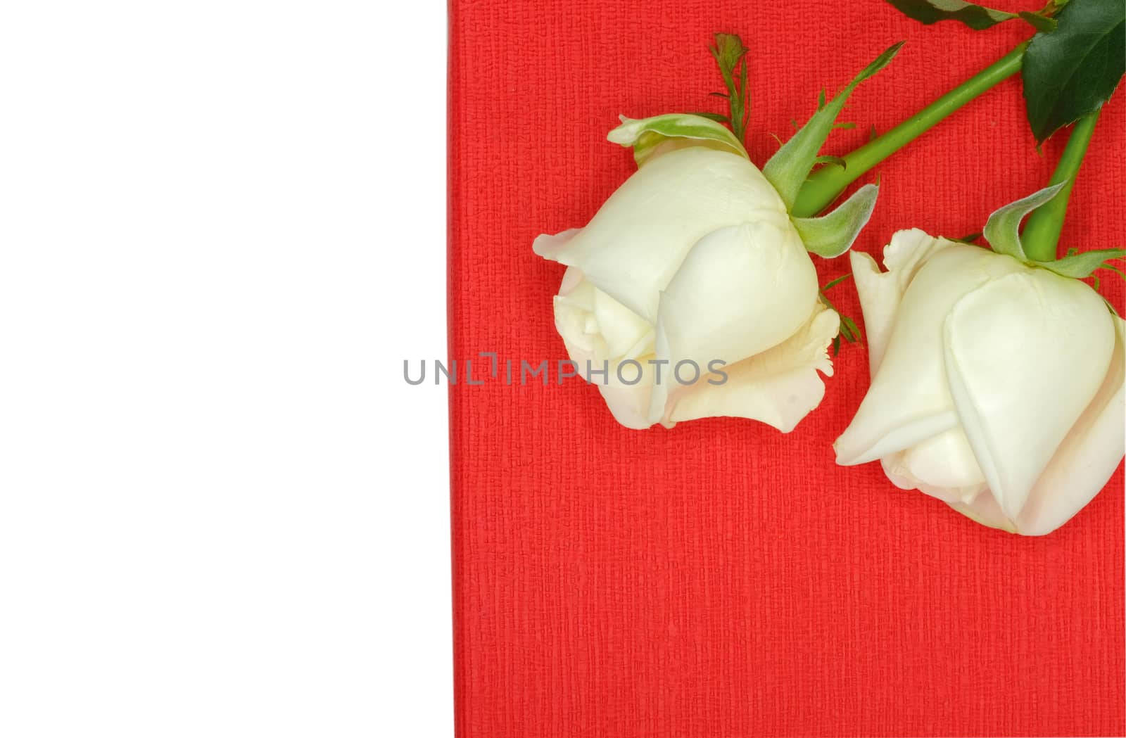Two white roses on a red paper box by Nawoot