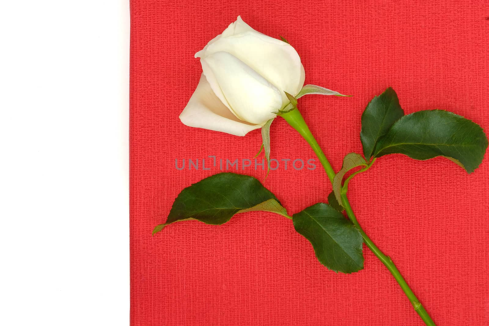 a beautiful white rose on a red gift box: love, romance, valentines, wedding, gift, card concepts