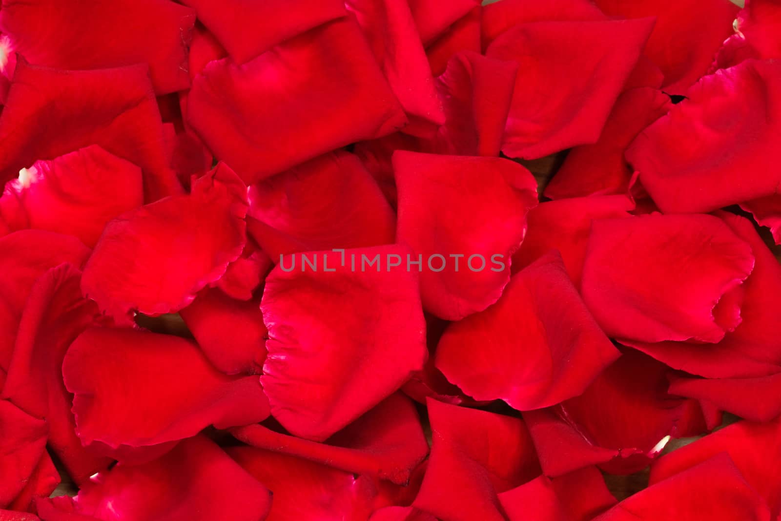 beautiful red rose petals, closeup shot for background, texture, wallpaper