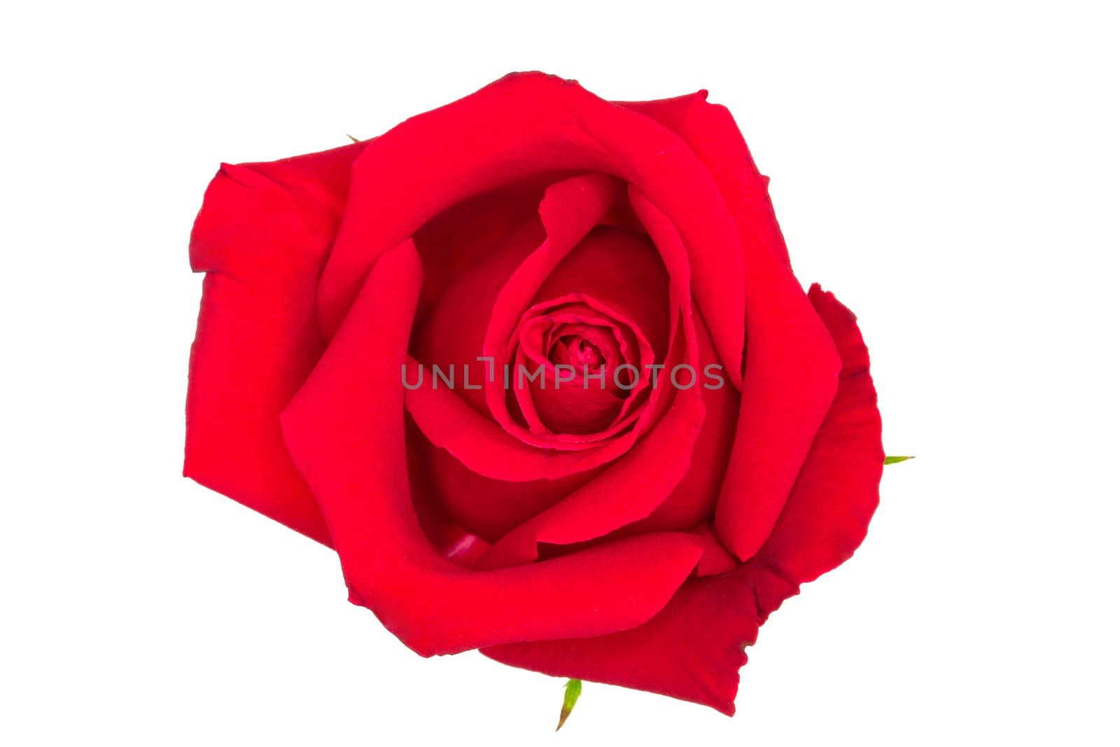a beautiful red rose on wite background
